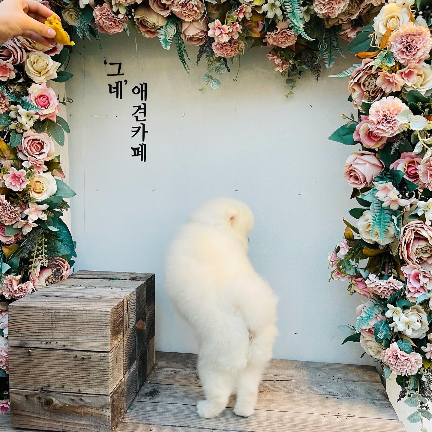 🕺간식앞이라면 나는야 댄싱머신 두둠칫💃🏻
댄싱머신 우유입니다
신나는 남양주 나들이
.
#우유스타그램#그네애견까페#남양주카페#댕스타그램#멍스타그램#댕댕이#포메#포메라니안#일상#견생일기#강아지애견카페