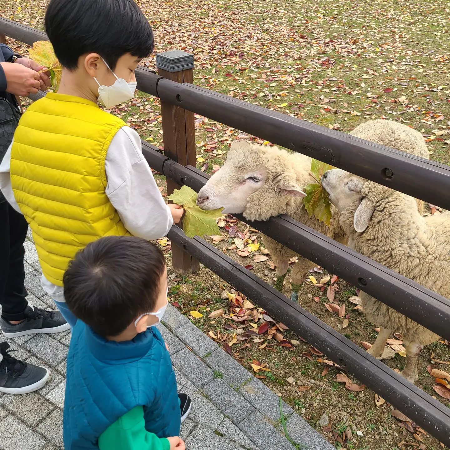 #서울대공원  #어린이동물원 #양먹이주기
코로나로 
몇번 못가본 동물원

젖소보러 갔으나
모형이었다는 🤣🤣🤣🤣🤣