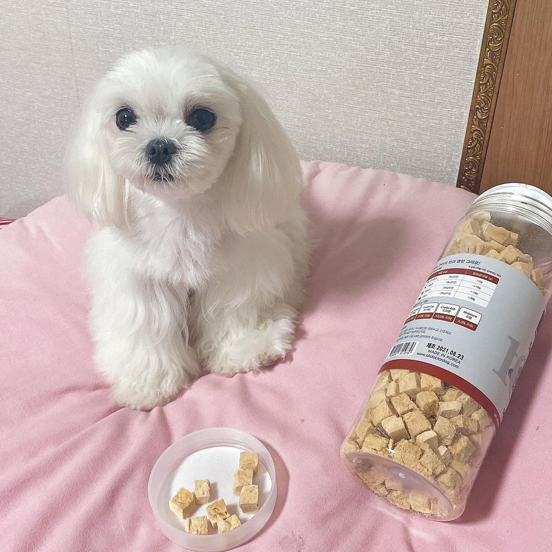 심청 on Instagram: “#asmr #체험 #협찬 제가 쏭이를 위해 비싼 습식사료에 한약에 영양제에 해줄수있는건 다 해주는거 알만한 사람들은 알쥬?? 다들 내새끼들한테는 그럴꺼지만😊 저는 진짜 첫