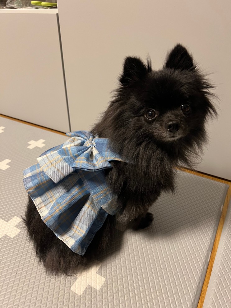프로이 강아지하네스옷 입는순간 인싸되는 소형견하네스