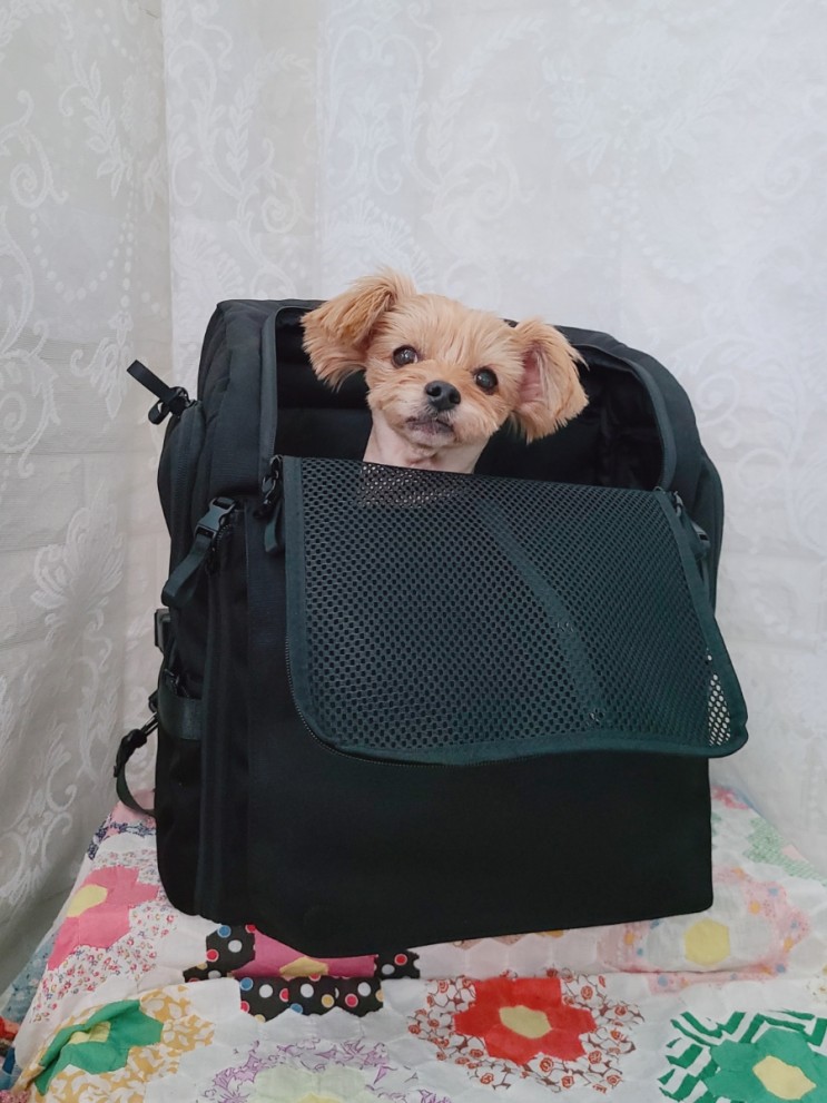 위고노3way백팩! 강아지이동가방이 강아지카시트로!
