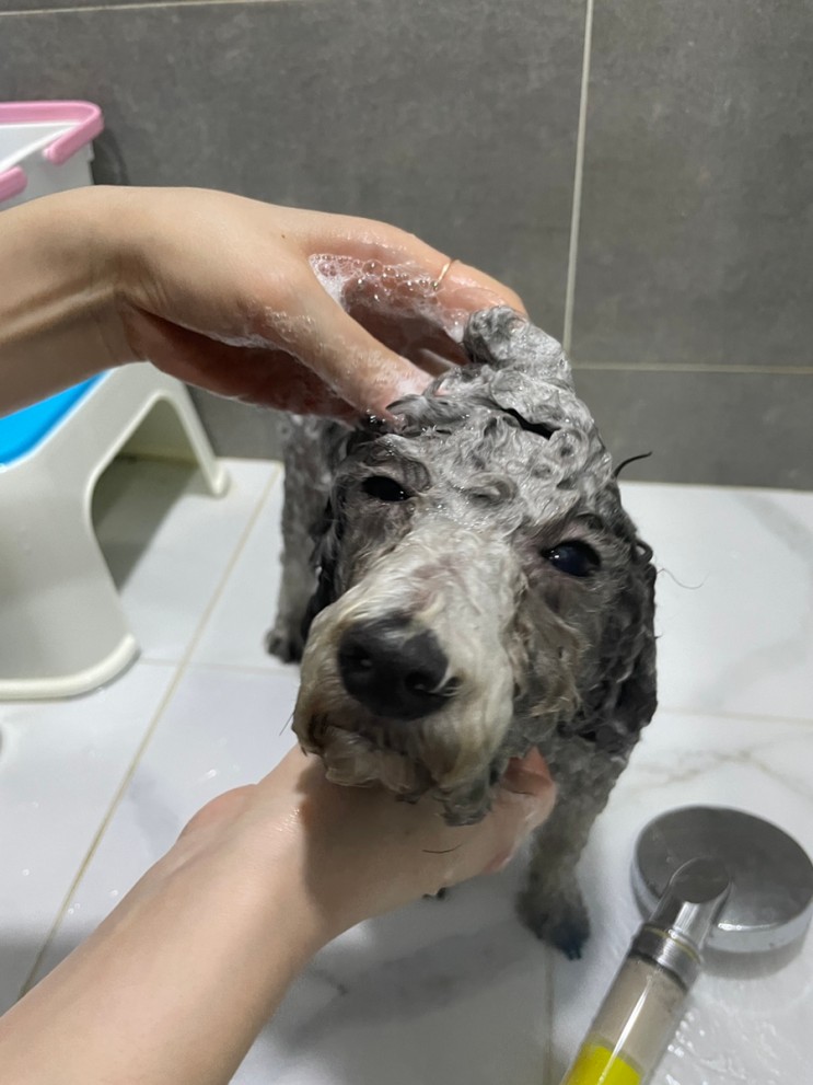 강아지 천연샴퓨 D31 올인원 저자극 강아지 샴푸