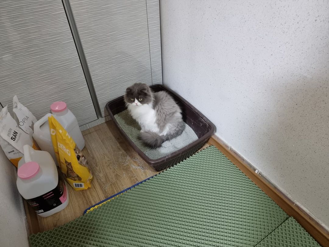 나의 이야기 on Instagram: “#광고 . . . 고양이 매트가 너무 좋아서 소개 해보려고 해요. 냥이 집사들 나와보세여📢📢📢 고양이 화장실 앞에 매트 필수인거 아시죠~~?? 없으면 모래가 난리 난