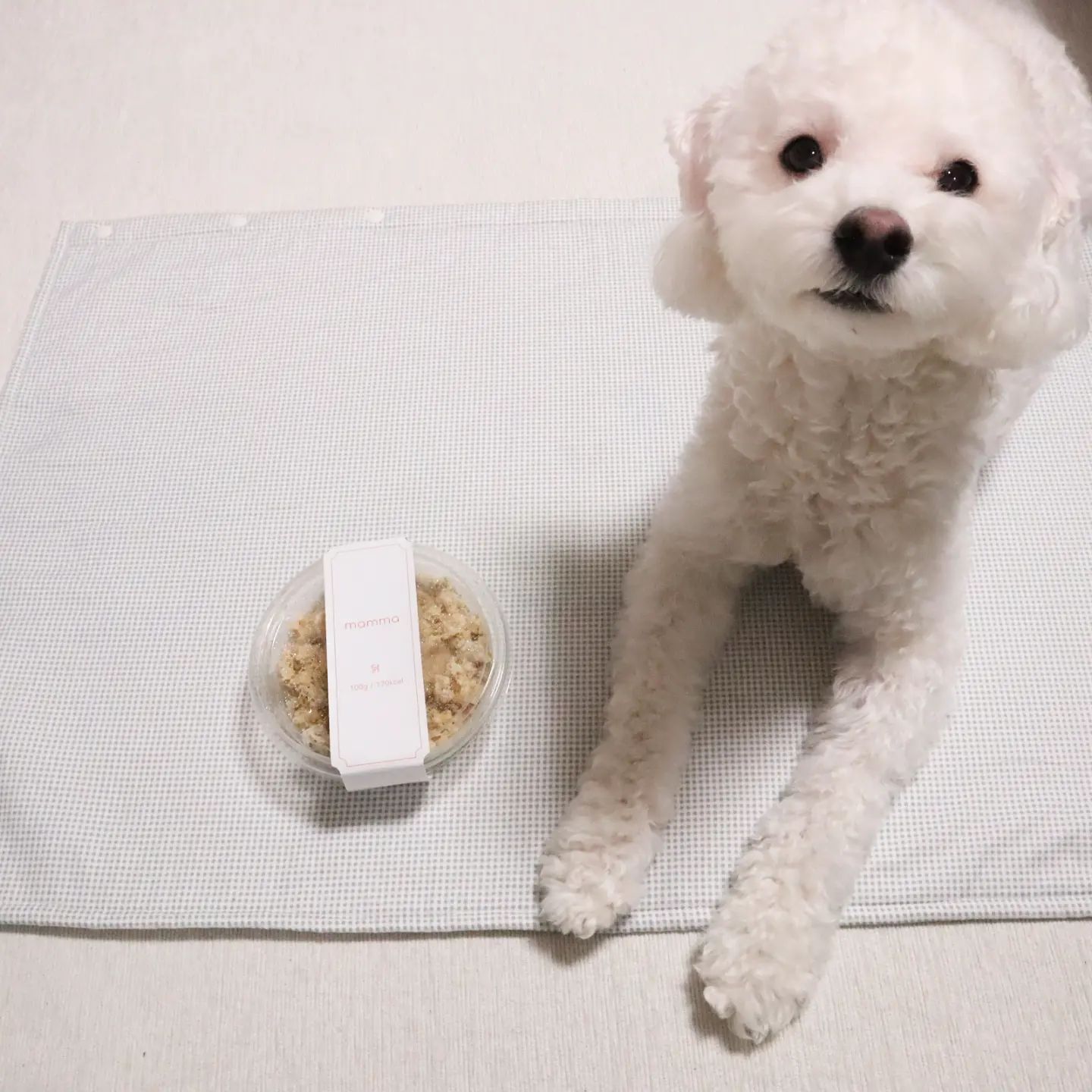 #업체로부터제공받은제품입니다
.
오랜만이지 댕댕이친구덜!!🙈
그동안 호듀는,, 맛난 까까를 자주 먹다보니 입맛이 아주 까탈스런 고오오급이 되었더라,,🥲
.
까탈스런 호두가 눈이 휘동그래질만큼 맛난 맘마를 발견해서 소개해주께
.
👉🏻저급사료와 간식에 들어가는 합성물질과 인공첨가물이 들어있지않아서 합격!!

👉🏻만성위염을 앓고있는 호두가 토하지도 않고 소화를 잘 시켜내더라구, 아무리 성분이 좋다 한들, 울 댕댕쓰가 소화못시키면 꽝인거 알G?

👉🏻화식의 장점인 수분 함량이 높아 신장질환도 예방가넝!!

👉🏻사료에 비해 변의 양과 냄새가 훨씬 감소해서 응가치우는 누나의 코도 보호해준다구!!

호두처럼 소화를 잘 못시키는 댕댕이들도
맛있고 건강하게 믿고 먹을 수 있는 #맘마화식 호두가 자신있게 추천하께!!
.
.
.
호두가 먹은 #맘마 보러가기
👉🏻https://smartstore.naver.com/mamma365