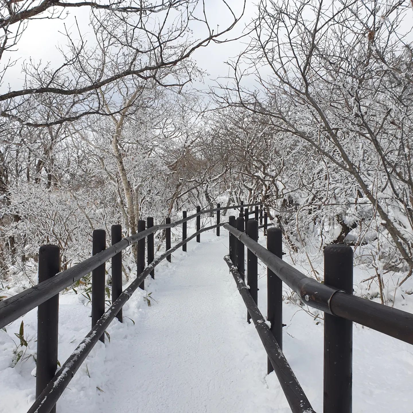 너무 추웠지만 만족...!

#무주여행 #무주덕유산 #무주덕유산곤도라 #무주덕유산향적봉 #덕유산 #덕유산눈꽃 #덕유산곤도라 #덕유산향적봉 #덕유산설경 #덕유산정상 #덕유산등산 #아이젠 #아이젠필수 #덕유산여행 #설산등반 #설산 #설산등산 #덕유산국립공원 #곤도라 #덕유산눈꽃산행 #눈