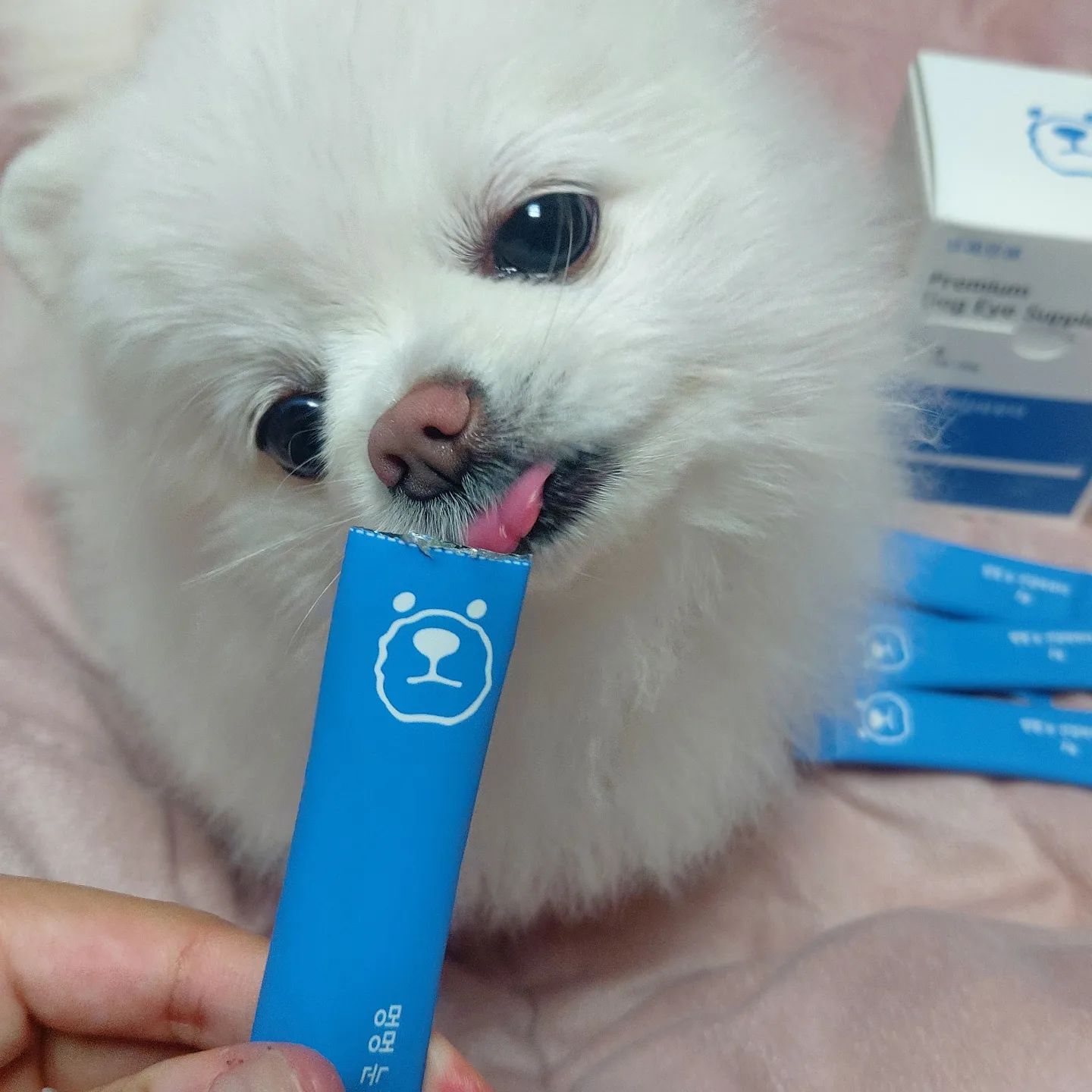 #협찬 눈 건강 파우더를 세상에서 가장 맛있게 먹는 강아지가 있다?🐶❤
⠀
사람도 눈 관리가 중요하듯 댕댕이들도 눈 관리가 무척 중요해요.
매일매일 세수하면서 눈가를 닦아주고,
먼지 등 이물질이 들어가거나 조금만 충혈돼도 안약을 넣어주면서 평소에 눈 건강에 신경을 많이 쓰고 있어요.
⠀
그런 솜이에게 냥품멍품에서 눈 건강 파우더를 보내주셨어요💫
헬프 유기동물센터 박기범 수의사님이 추천하는 눈 건강 파우더에는
루테인, 참치, 밀크시슬 등 눈에 좋은 원료들이 가득 들었으니 꾸준히 급여하면 시력과 눈물에도 도움이 될 수 있겠어요💓
⠀
강아지들에게 슬개골 탈구만큼이나 흔한 질병인 백내장, 녹내장에도 도움이 될 수 있다니 솜이도 열심히 먹어봐야겠어요🐶❤
⠀
그리고 뇸뇸박사 솜이에게 가장 중요한건 기호성인데요, 솜이는 따로 뭘 섞어주지 않고 파우더만 줘도 너무 잘 먹어서 좋더라구요❣
⠀
눈 관리에도 좋고 기호성도 좋은 멍멍 눈 건강 파우더는 지금 구매하면
1박스 구매👉 31% 할인
3박스 구매👉 40% 할인
이라는 저렴한 가격에 구매할 수 있어요🥰
1박스만 구매해도 영양제 4종 맛보기 샘플은 덤💊
⠀

#협찬 #냥품멍품 #강아지눈영양제 #강아지백내장 #강아지영양제 #애견영양제 #강아지녹내장 #강아지눈물자국 #강아지눈물영양제 #강아지눈물