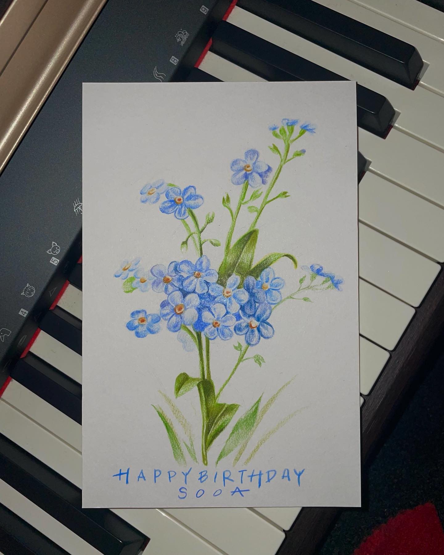 myosotis