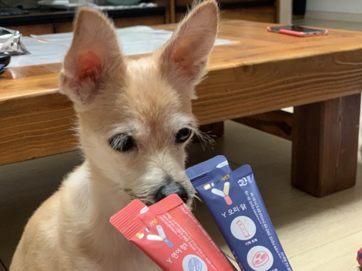 강아지가 밥을 안먹어요 이럴 때 필요한 건?