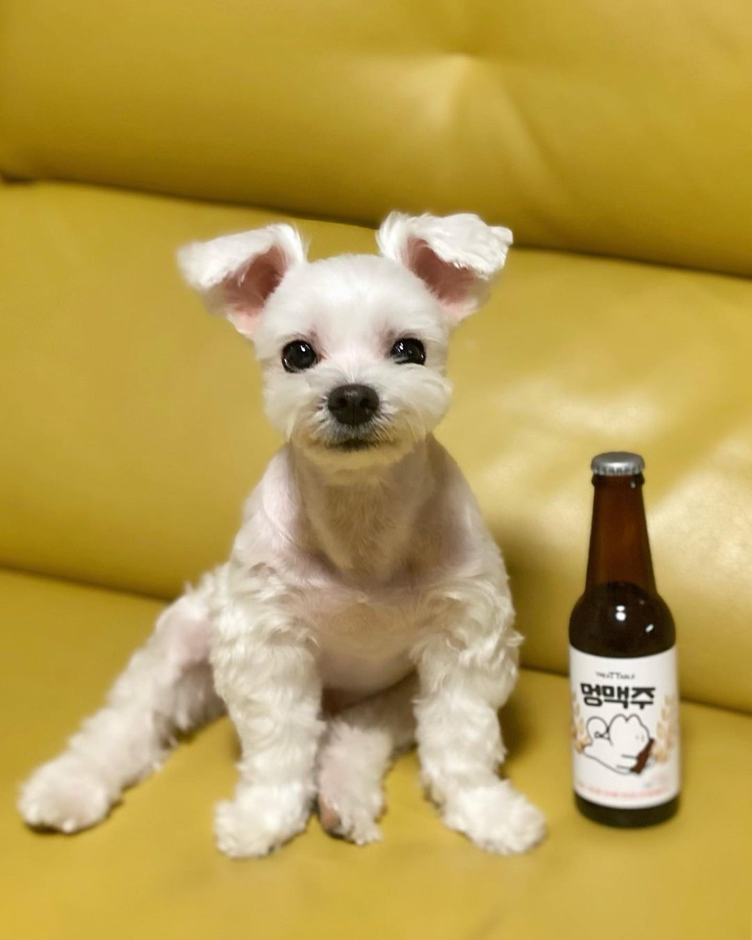 밍밍_尹玟景 on Instagram: “. 시원~~~~한 맥주 한 잔 하고 싶은 일요일 밤이에용 🍺 보기 좋은 떡이 맛도 좋다더니 딱 퐁주르 두고 하는 말 같아요 😍 아니 이렇게 귀여운 애견 수제간식이 있