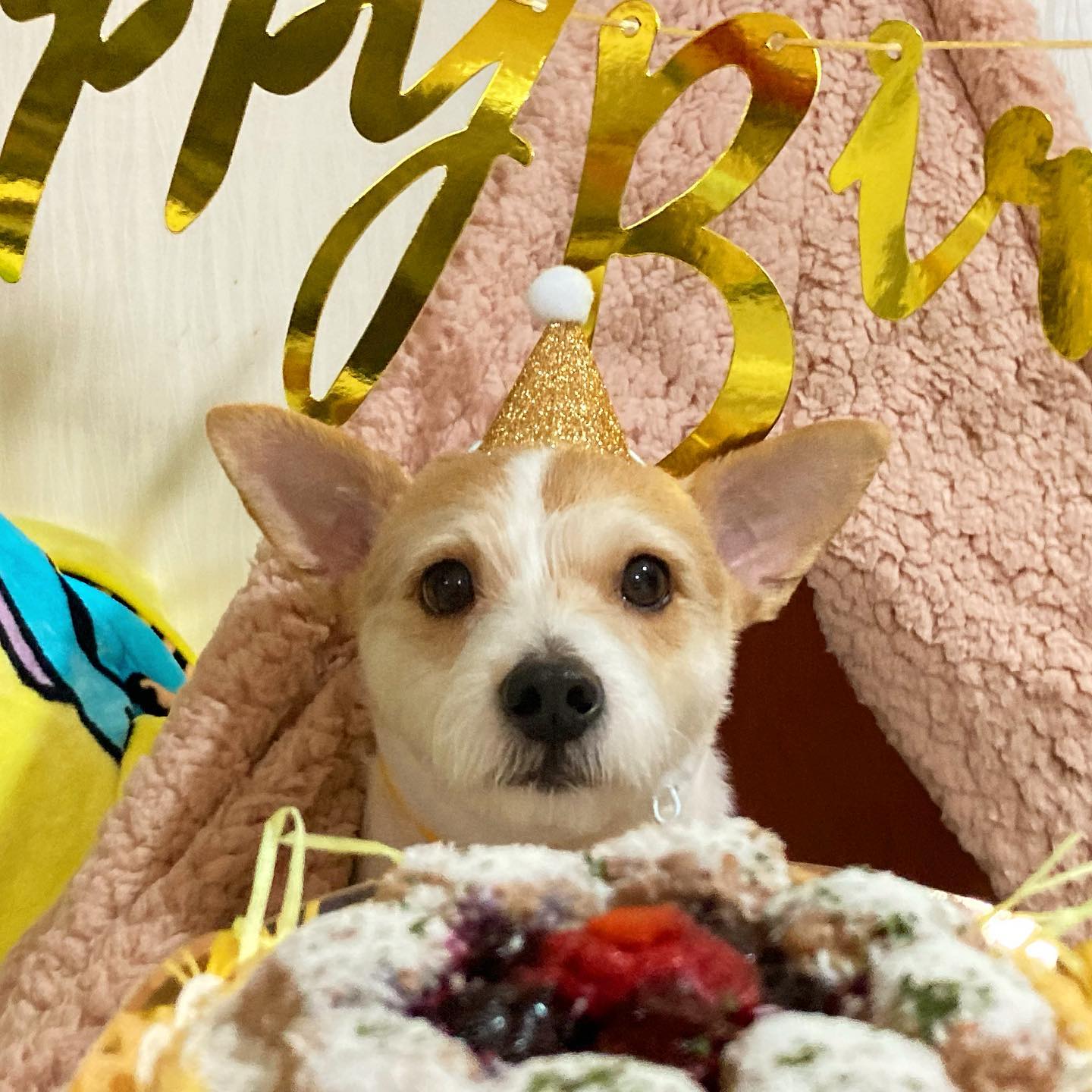 🎂🐶🎂
#퍼피버스데이