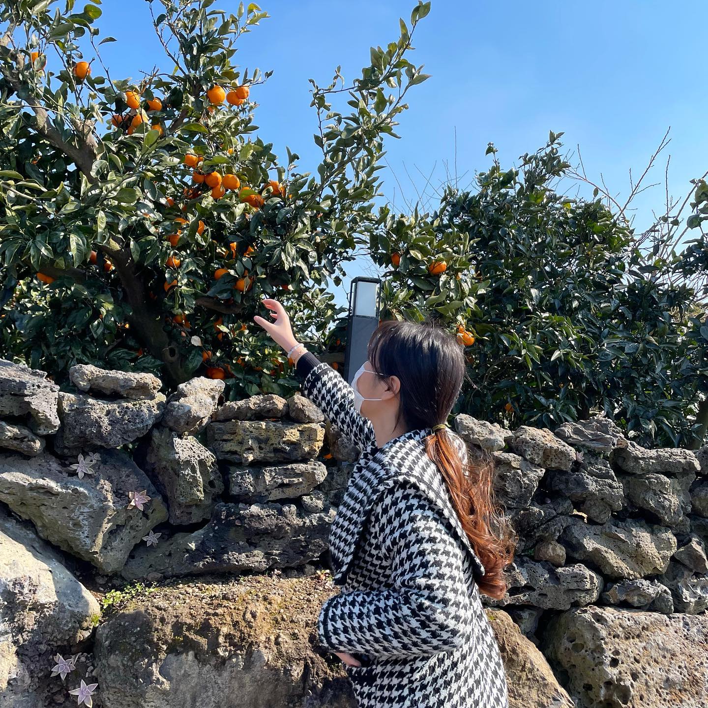 제주에서는 밥 다모그니까 뀰🍊 주도라~??
(전투적인 식사하느라 질끈 묶인 조랑말꼬리..?)