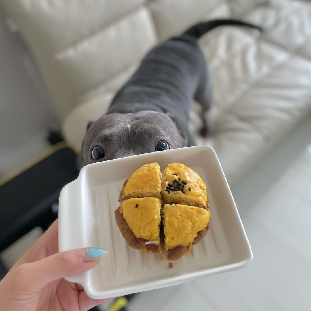 ✨ʜᴀᴘᴘʏ ᴇɴᴅɪɴɢ ɪs ᴍɪɴᴇ . :-✨ on Instagram: “나경언니가 준 수제간식 🍔 고퀄이라 자르기 넘 아꾸워따... ⠀ ⠀ ⠀ ⠀ ⠀ ⠀ #개스타그램 #덕선이네 #insta