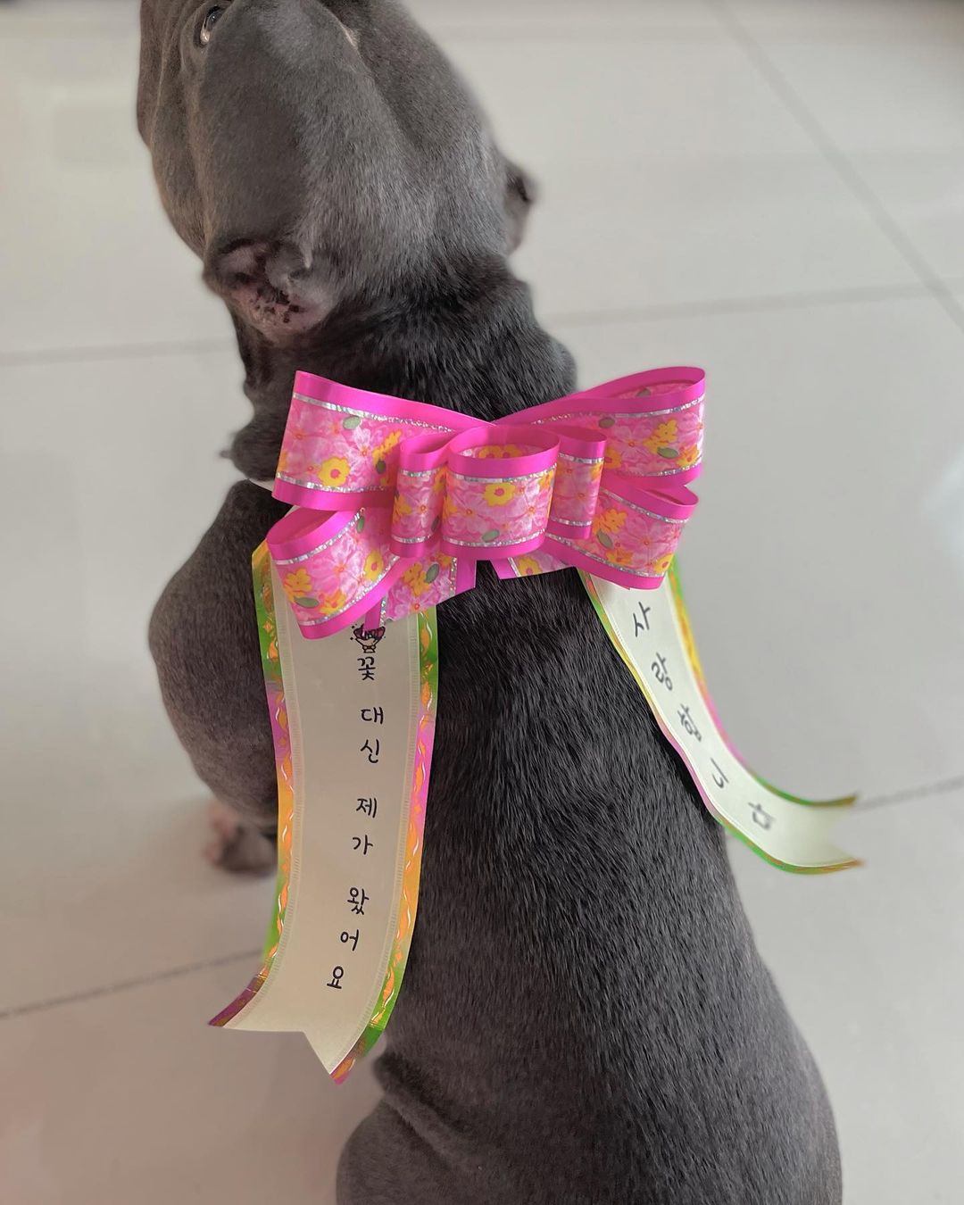 ✨ʜᴀᴘᴘʏ ᴇɴᴅɪɴɢ ɪs ᴍɪɴᴇ . :-✨ on Instagram: “나경언니가 준 리본 🎀 나옹이 생일에 짠 🙌🏻 ⠀ ⠀ ⠀ ⠀ ⠀ ⠀ #개스타그램 #덕선이네 #instadog #독