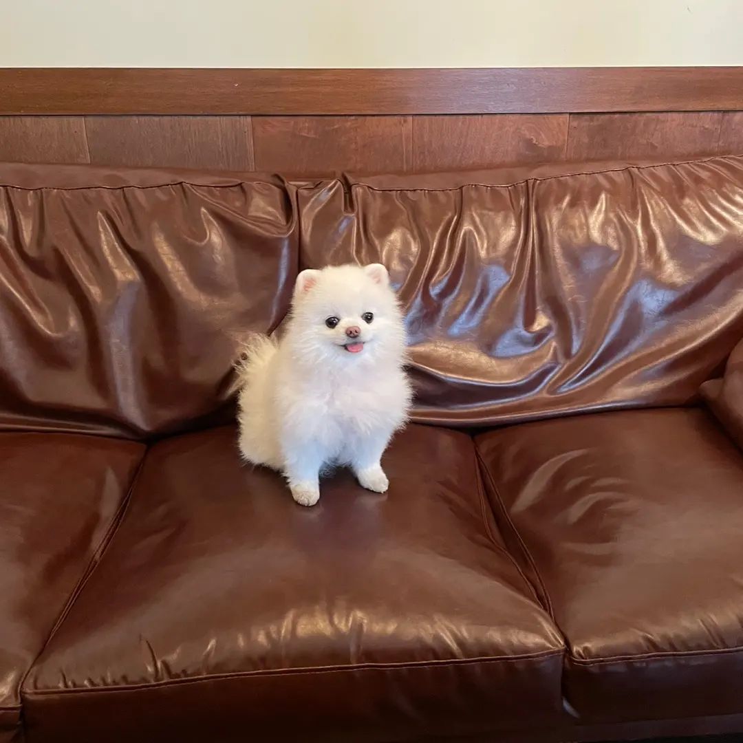 산책 후 커피 한 잔은 국룰이야🐶💕
.
솜이와 반려동물 동반이 가능한 백금당 안산점에 다녀왔어요!
오랜만에 날이 따뜻해서 산책하는 길에 백금당 들러버리기❤
.
직원분들도 강아지 손님을 친절하게 맞아주시고, 테이블에 앉으면 주시는 따뜻한 물수건에 감동했어요🥺
크레이프랑 밀크티는 솜이네 언니 추천메뉴😘