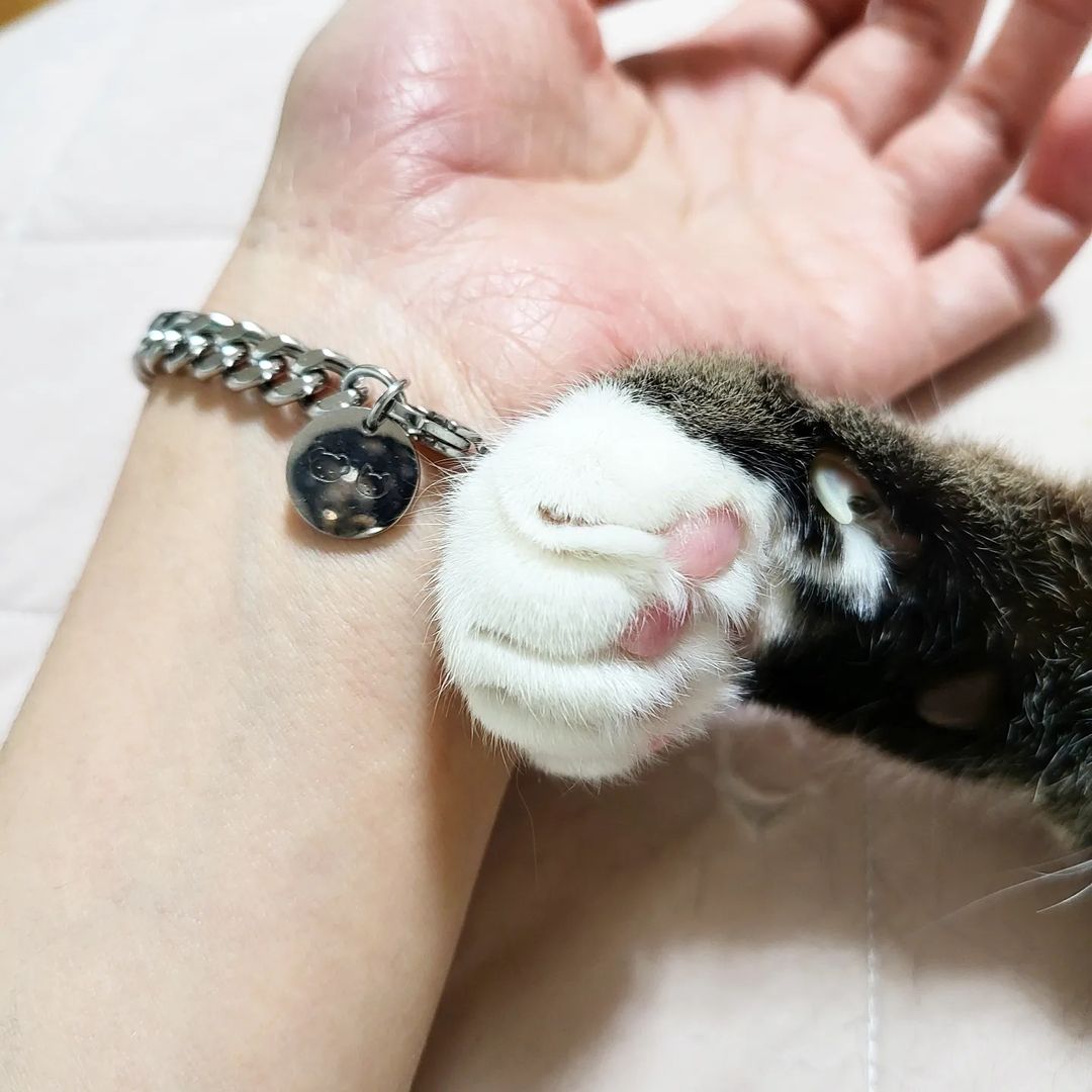 BLAIR JUNG 👸🏻 on Instagram: “🐱🐶#협찬 유기견 유기묘 유기동물을 위해 후원하는 데일리 유니크 팔찌에요🙏🏻 상품 판매금액의 10%를 후원하신다는 너무너무 착한 체인팔찌❤ - 써지컬스
