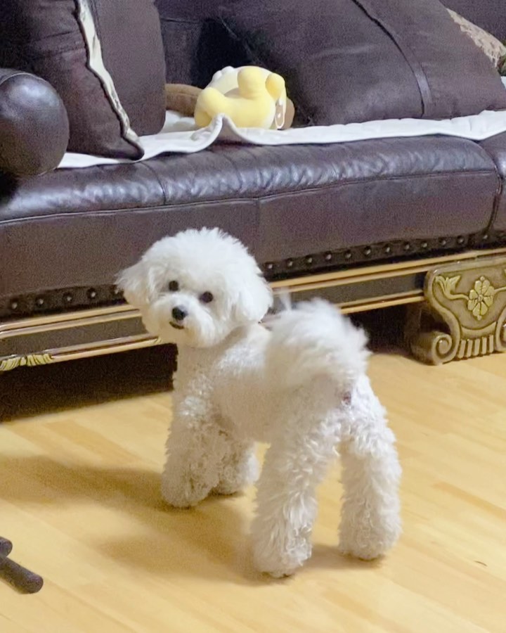-

간식이 왜 하필 거기로 들어갔을까아,,,,

근데 이렇게 사랑스러우면 앞으로 간식 쇼파밑에만 넣어주고 싶잖아,, (˘̩̩̩ε˘̩ƪ)

지친하루 끝에 내새꾸 덕분에 힐링 ᰔᩚ