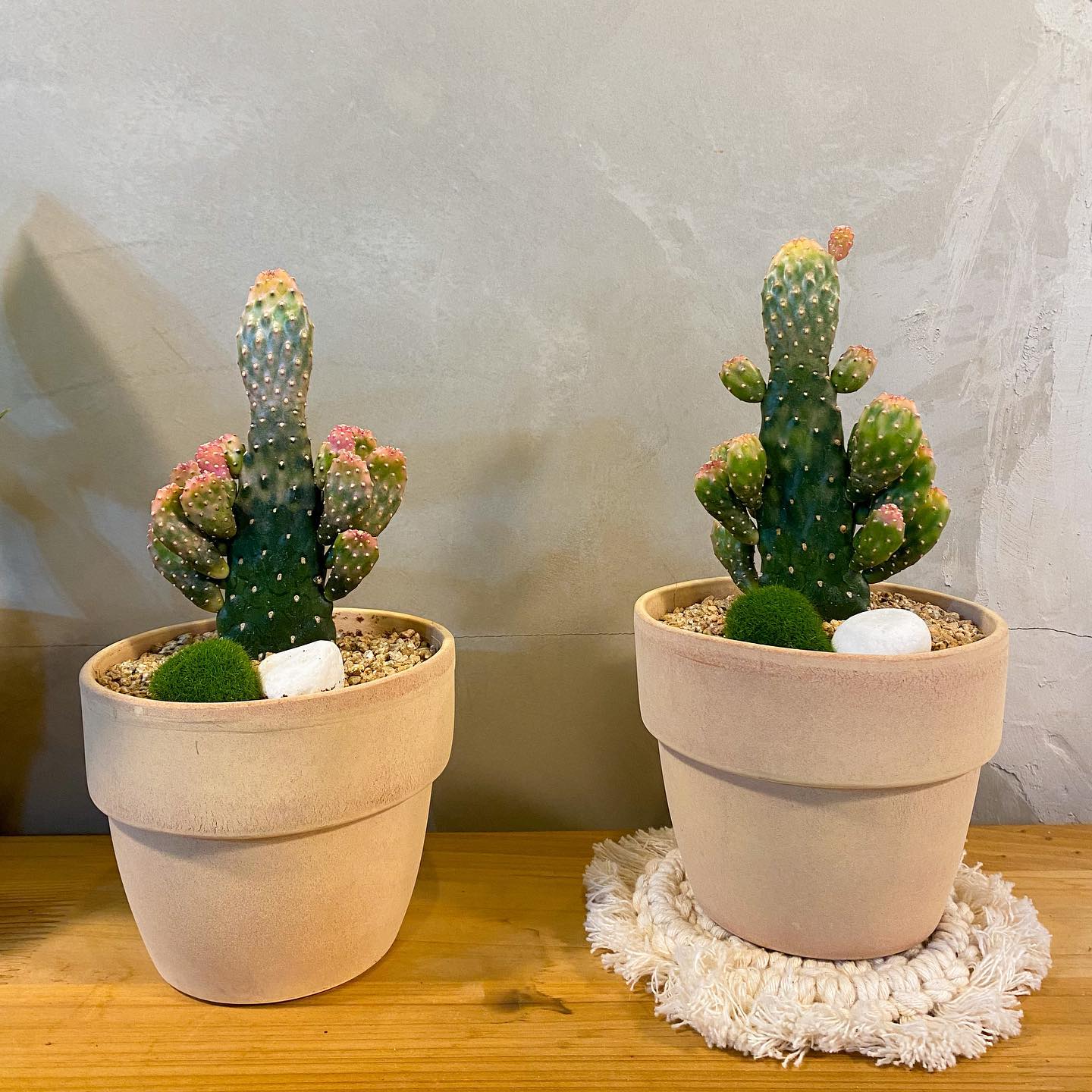 '
분홍분홍 예쁜 선인장 한쌍🌵