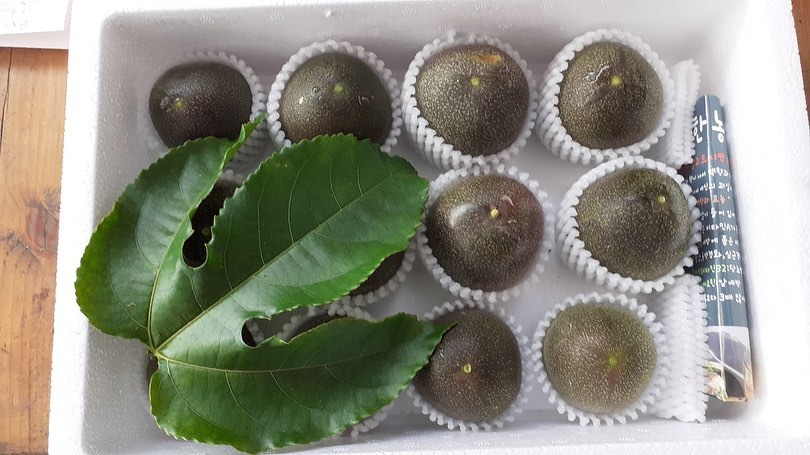 🥑🧆🥝🫒🧀🥑🍳🥪🍒🥚🫐백향과 철이예요!! 백향과로 하루를 상큼하게 시작하니 기분이 좋네요^^
백향과는 그냥먹어야 제맛!!
백가지 과일향과 맛이 하루를 힘차게 시작하는 힘이되는 하루네요 행복한 하루 되세요.

➕새콤달콤 당도도 좋고 맛은 더 좋은 패션후르츠 
✔️확실히 패션후르츠도 클수록 먹을게 많고 맛도 풍부한거 같아요.

부모님께서 직접 농사 징셔서 주문과 동시에 수확해서 
산지에서 바로 배송되는 백향과라 신선한 백향과를 택배로 받아 보실수 있어요.

📌중.대과혼합(50-80g) -1kg. 15.000원 
📌특과 (90g이상) -1kg. 20.000원 
 📌2kg.40.000
5만원 이상 무료배송(배송비 3.000원)
📞문의는 010-4919-6081 
  010-3481-6081 편하실때 연락 주세요.

#백향과택배#패션후르츠택배#백향과농원#신선한백향과#서산행복한농원#패션후르츠먹는방법#백향과생과#패션후르츠생과#패션후르츠먹는방법#백향과먹는방법#백향과생과#패션후르츠생과#백향과생과택배#패션후르츠생과택배#당뇨과일#임산부과일