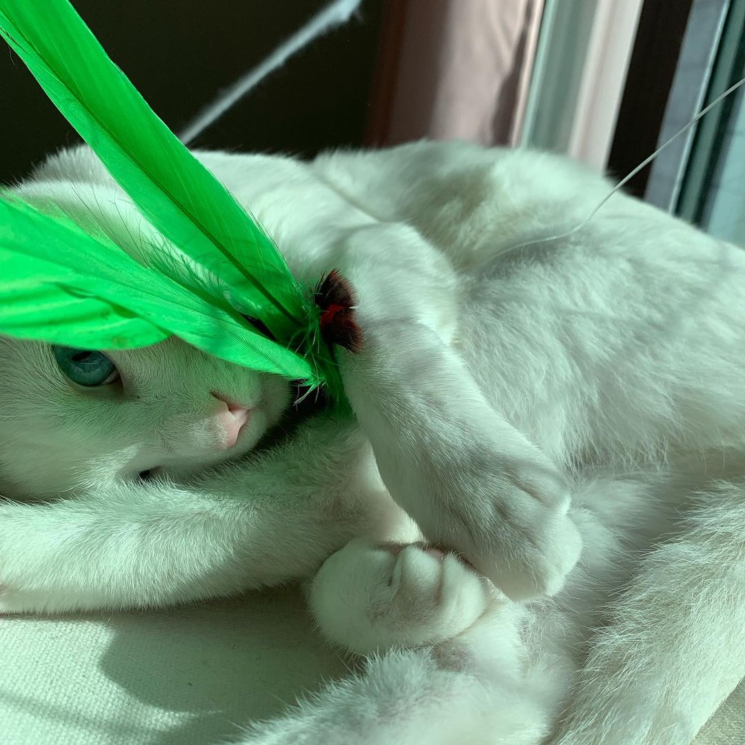 똘 망◡̈ on Instagram: “#똘망리뷰 😻 #제품제공 #냥포터즈 이렇게 깃털 좋아하는줄 아랐음 진작에 사줬찌…👀 깃털에 미치는줄 첨 알았어요😅 낚시대가 3단으로 펼쳐져서 누워서 흔들어도