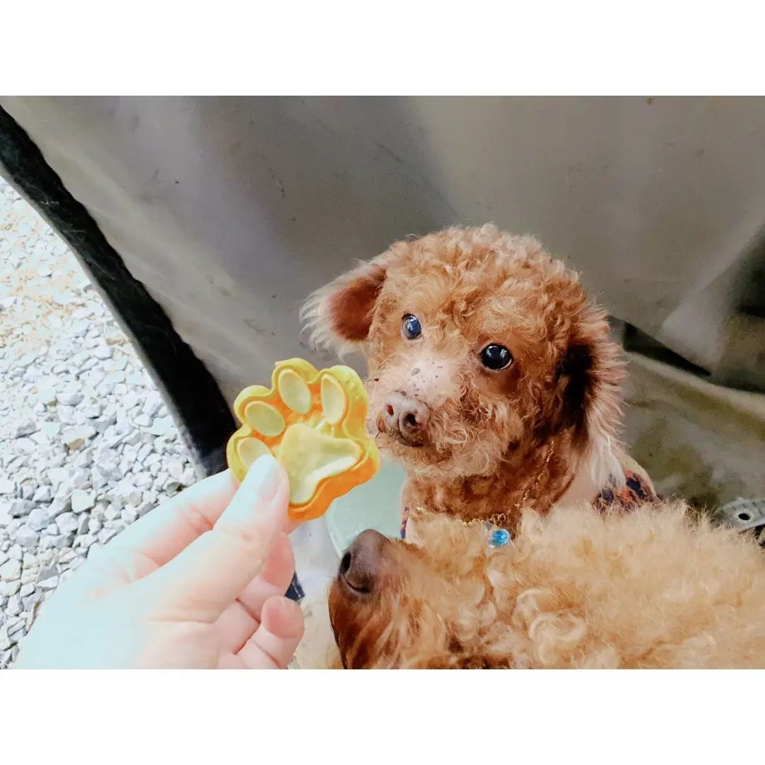 같이 펜션가는길에 멍멍이들 간식으로 챙겨간 happy_birrth_daeng 우유껌🥛

우유껌 발바닥 모양🐾이 귀엽:)
랜덤 서비스 간식도 챙겨줘서 강아지들 간식 파티했다.
우유냄새가 진해서 우유덕후인 나도 먹고 싶었☺️ 무색소, 무첨가제, 무방부제 수제 간식이여서 내가 먹어도 괜찮지 않았을까?

우체국 택배로 주문한 다음 날 바로 도착해서 일정 차질 없이 잘 들고갈 수 있어서 다행! 오픈 이벤트로 괜찮은 가격으로 득템한 것 같아서 뿌듯!

https://smartstore.naver.com/happybirthdaeng/products/6224149853

#협찬 #강아지껌 #우유껌 #강아지우유껌 #강아지수제간식 #댕스타그램