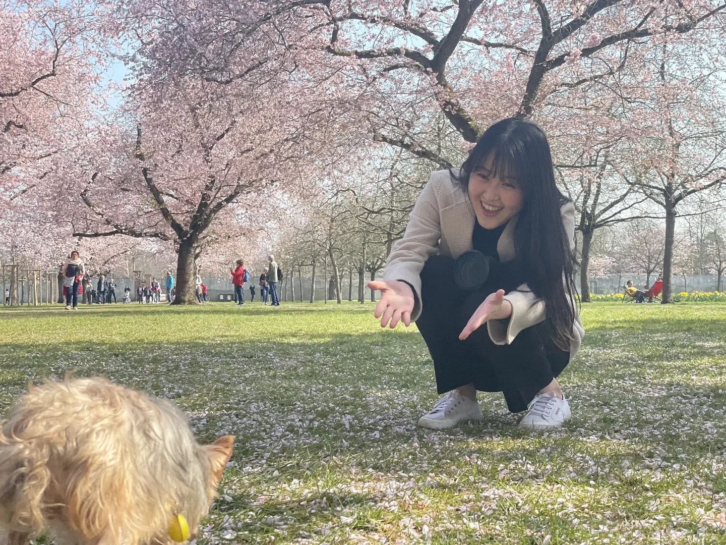 .
나한테 오는지 알았지만
벚꽃 주워 먹는 중이었다
.
.
#반려견 #요크셔테리어 #몽이
#Schwetzingen #deutschland 
#독일여행 #유럽여행 #벚꽃 
#올해는여행다닐수있을까?
