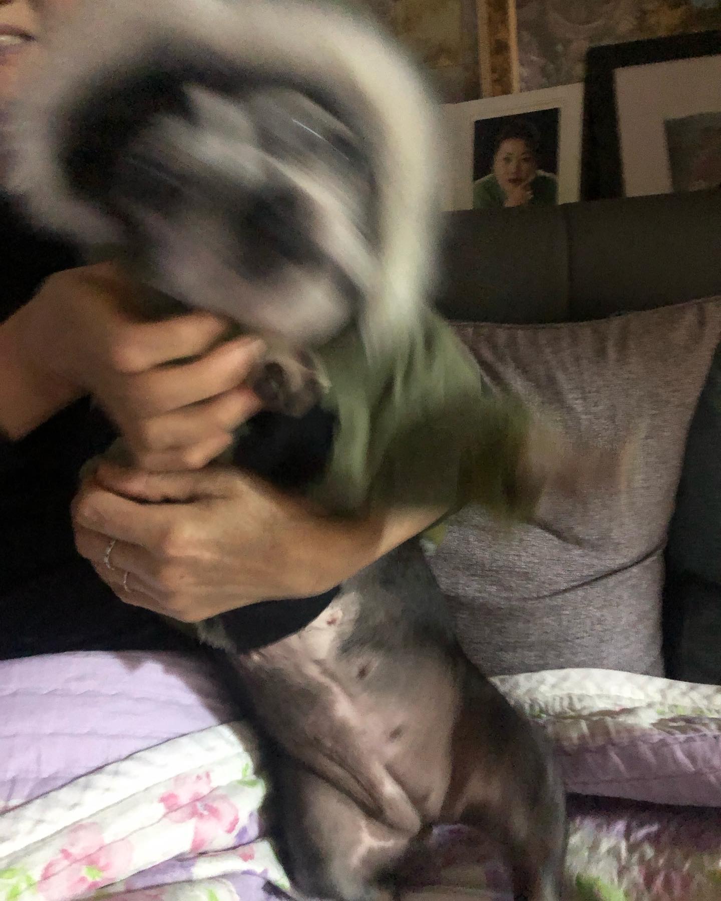 멍멍펀치
#bostonterrier #보스턴테리어 #🐶