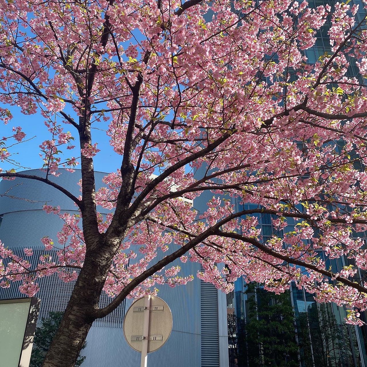 정이가 일본에서 사쿠라 사진을 보내왔ㄷㅑ!🌸

#랜선하나미 #랜선벚꽃 #언제보러가 #花見 #桜 #🌸
