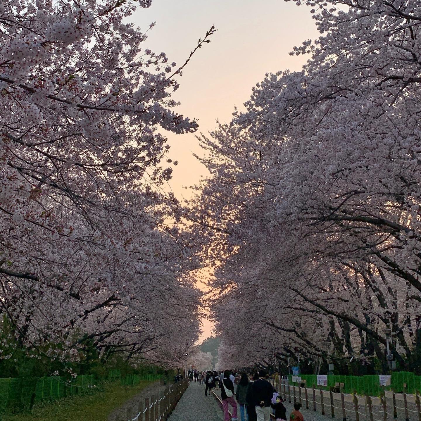 3년만의 #경화역 🌸 해질 때도 이쁘네 ㅎㅎ