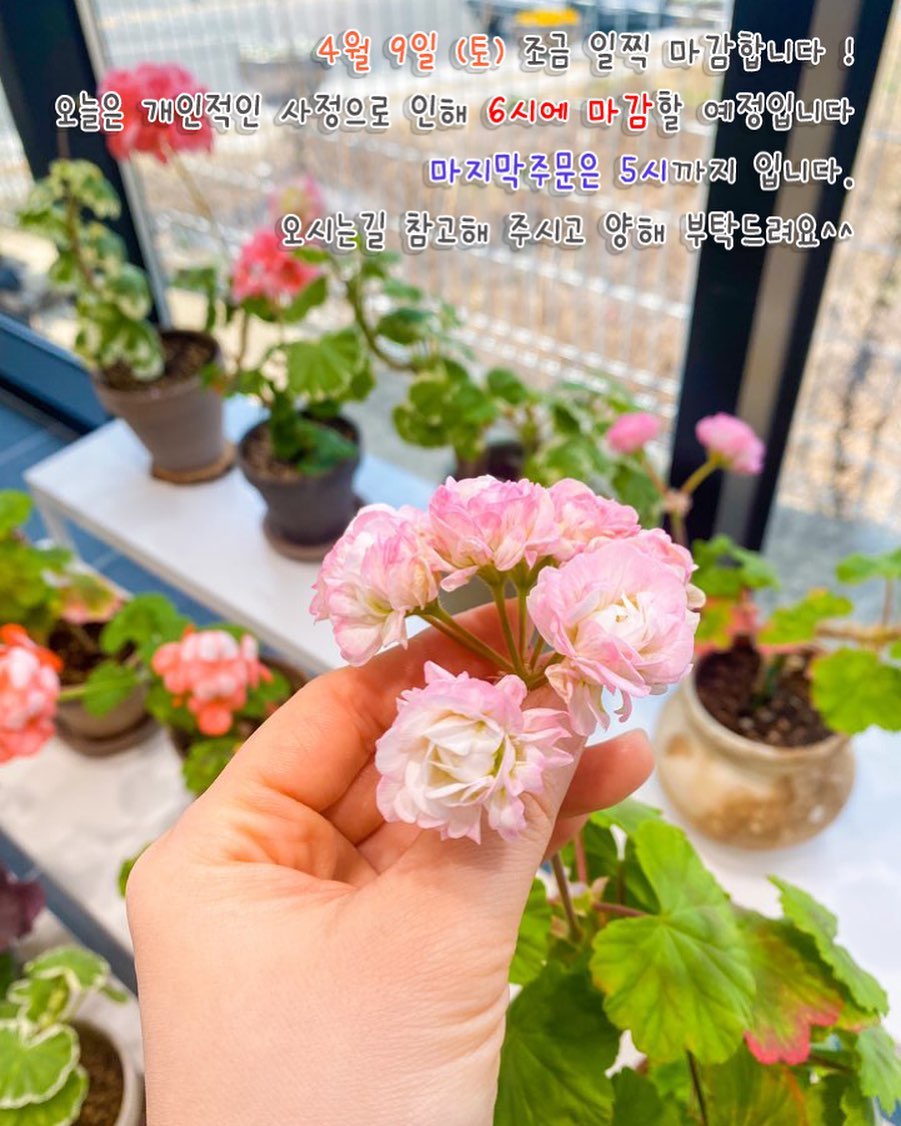 #충주카페 #충주커피숍 #충주맛집 #충주화분 #충주꽃집 #충주식물 #토분 #수제토분 #제라늄 #유럽제라늄 #에어프릴스노우