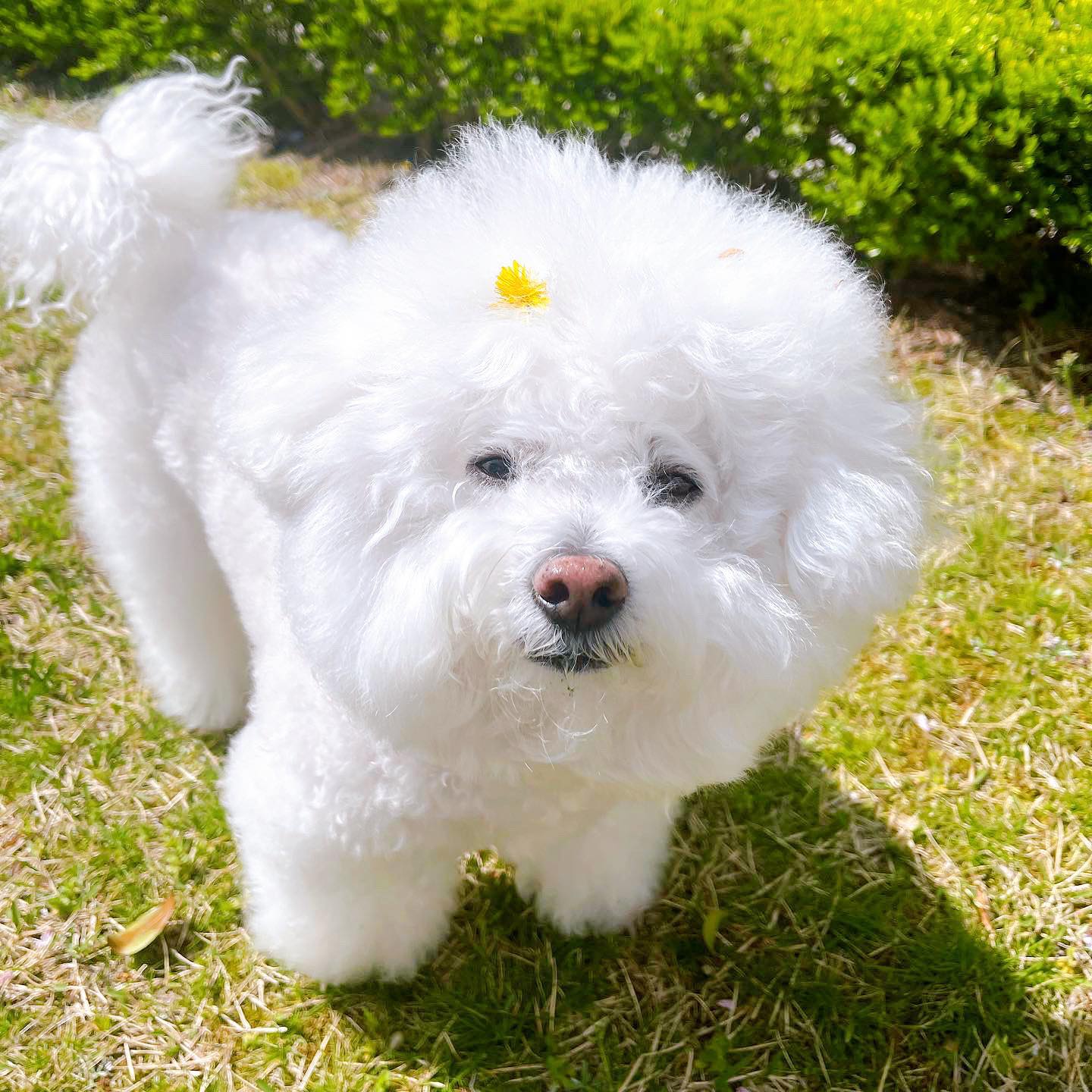 22.04.09
세상 이쁜 내 시키❤️
자는거 깨워서 산책시켰더니
꼴이 말잇못🤭
#이쁜#내새끼#비숑#❤️‍🔥