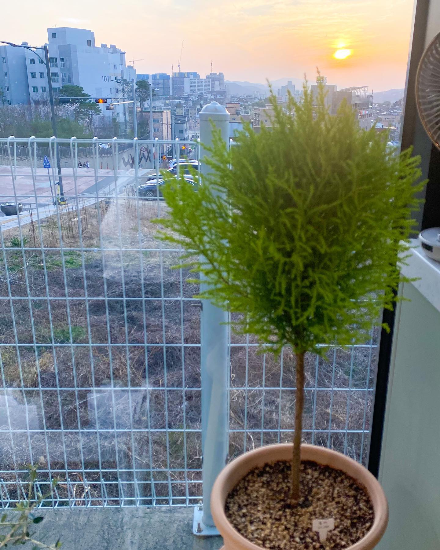 '
[율마] 분양완료🪴
예쁘게 잘 키워주시고 행복하세요🥰
⎯⎯⎯⎯⎯⎯⎯⎯⎯⎯⎯⎯
식물 구매문의는 매장방문이나
DM&전화연락 부탁드려요 ❤︎
☎ 010-6397-7555
(DM확인이 조금 늦을수 있는점
  양해부탁드려요 ☻)
⎯⎯⎯⎯⎯⎯⎯⎯⎯⎯⎯⎯