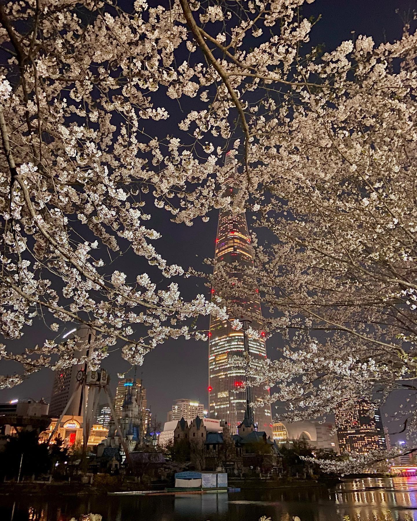 밤에 보는 벚꽃