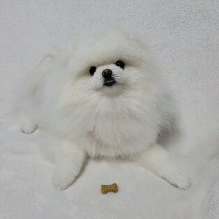 ت

친구들아 눈 영양제 챙겨 먹고 있오??
나는 엄마가 매일 눈 영양제를 챙겨주는데
눈 영양제 먹고 나서 눈물도 많이 줄고 눈물 자국도
많이 없어져서 내 미모가 한층 더 업그레이드되었다고~

요 #닥터댕 #강아지눈영양제 #눈에는눈이라는 영양제를 한번 먹어봤는데.....
이거 너무너무 맛있지 모람??
내가 젤 좋아하는 황태 냄새로 이게 영양제인지 내 간식인지 모르겠오....
눈 영양제 알아보는 친구들 있다면 이거 한번 먹어봐!!

#강아지눈물영양제 #닥터댕눈에는눈 #제품협찬
dr.daeng_official