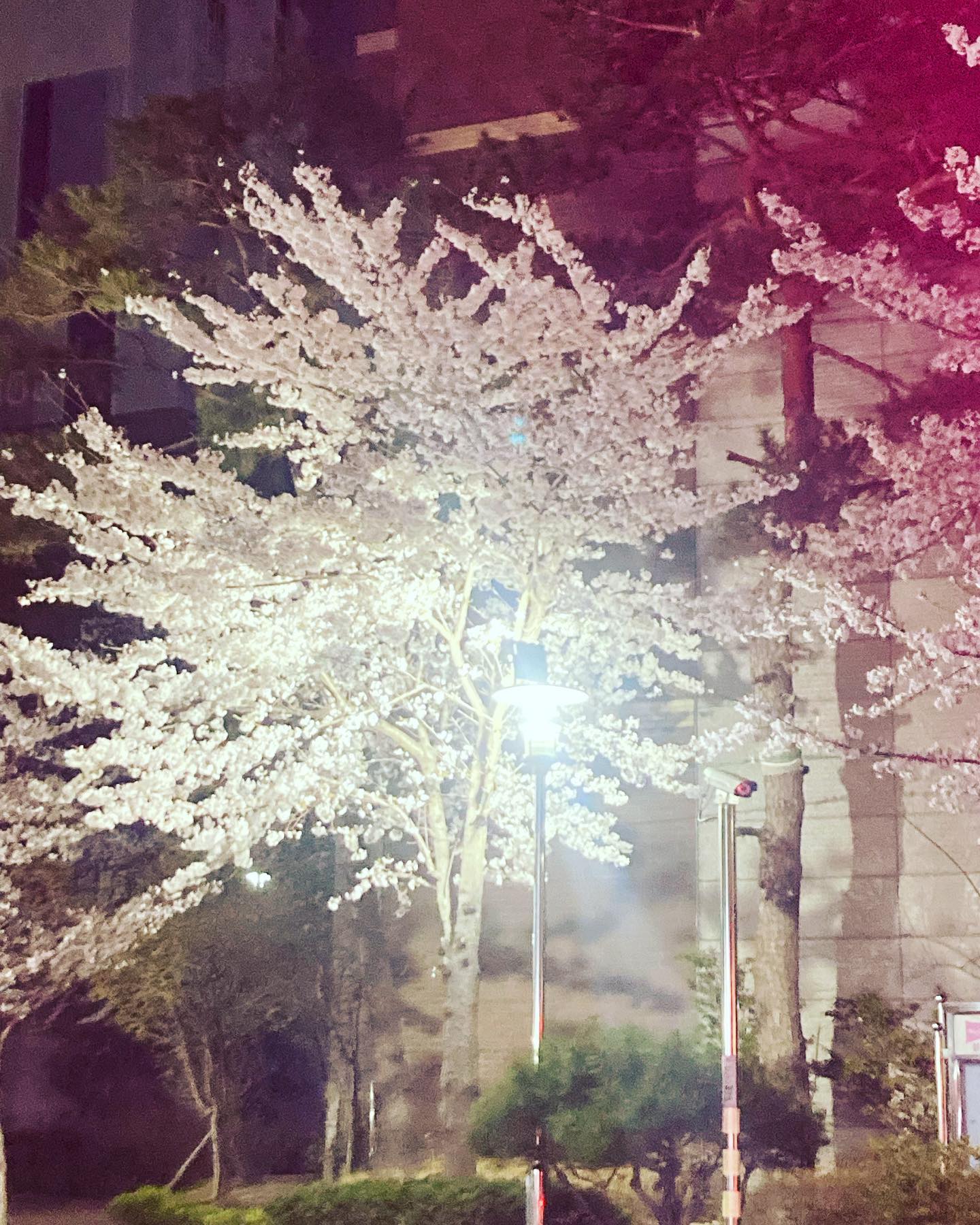 #봄 #fyp | 봄이 지나간다..