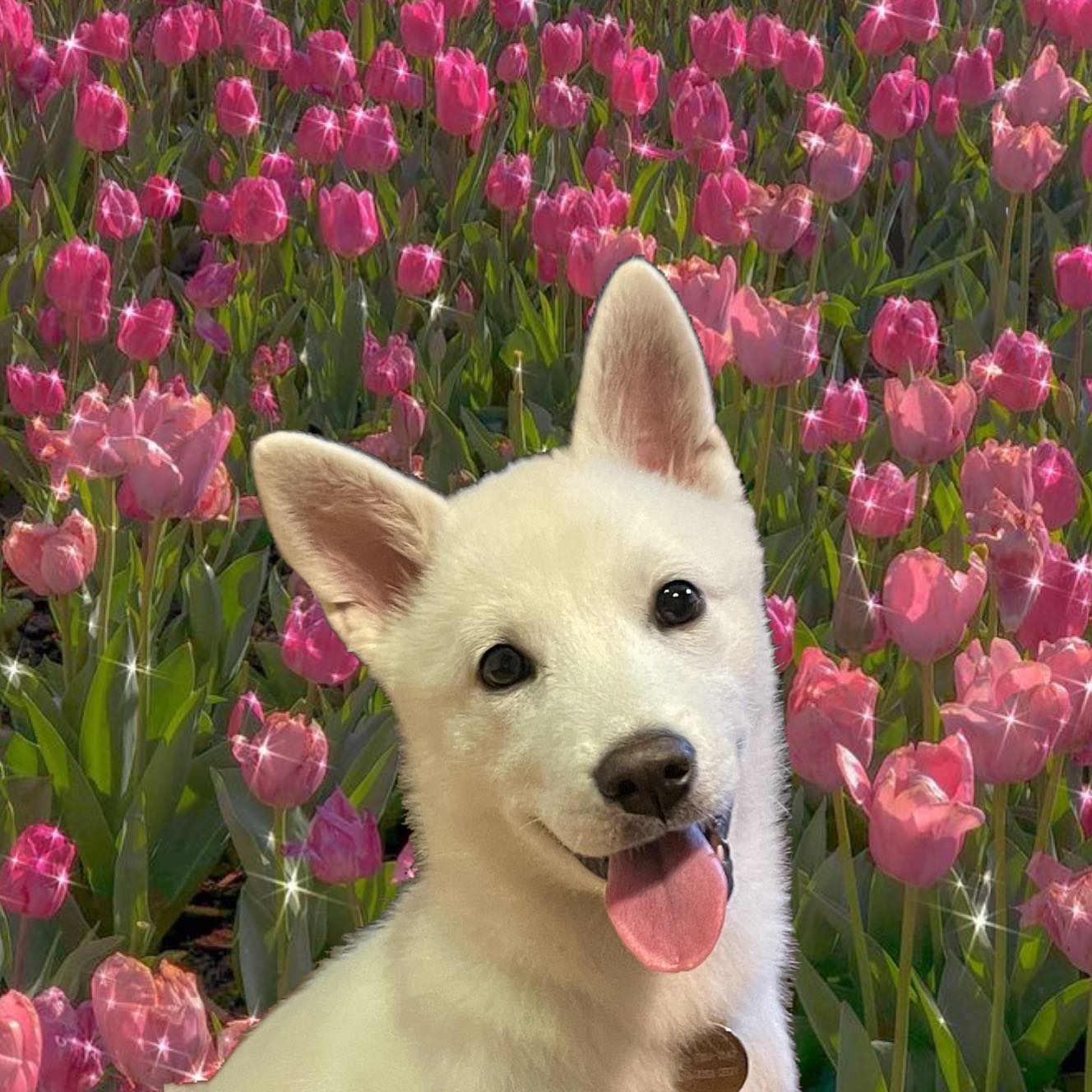 🌸🌸🌸