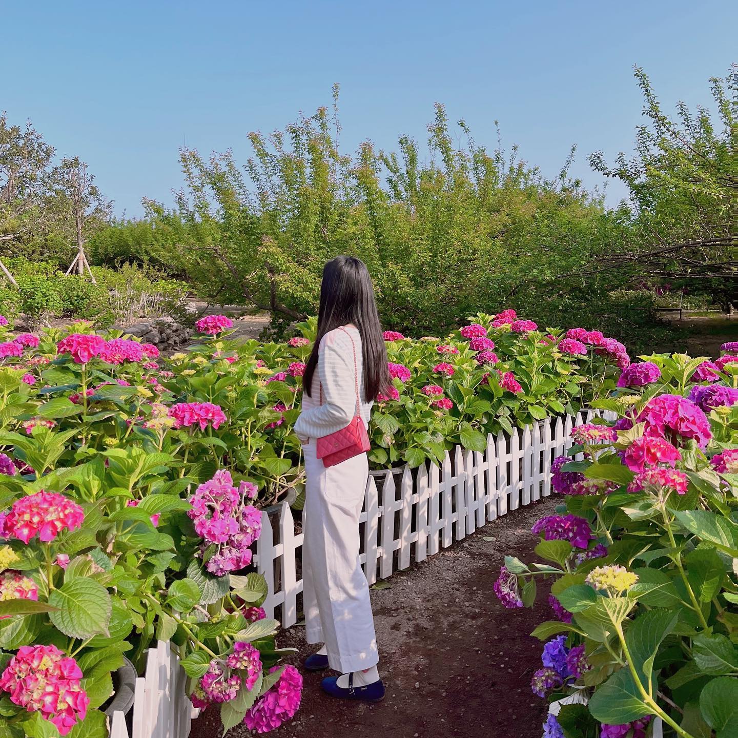 날씨부터 모든게 완벽했던 날 🌷✨
#수국 #꽃놀이 #휴애리 #제주수국 
#제주도여행 #제주일상 #제주도 #데일리룩