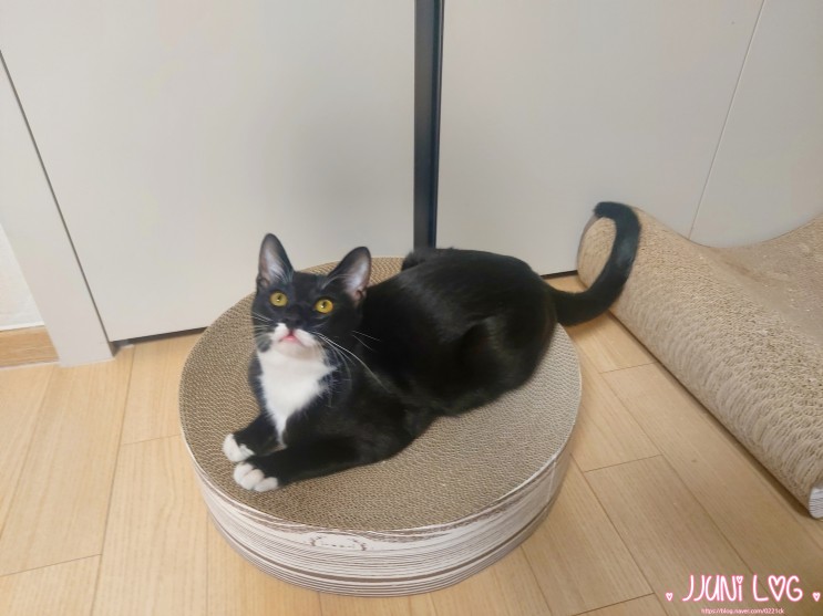 고양이스크래쳐 GATO 가또나인 보울 원형스크래쳐