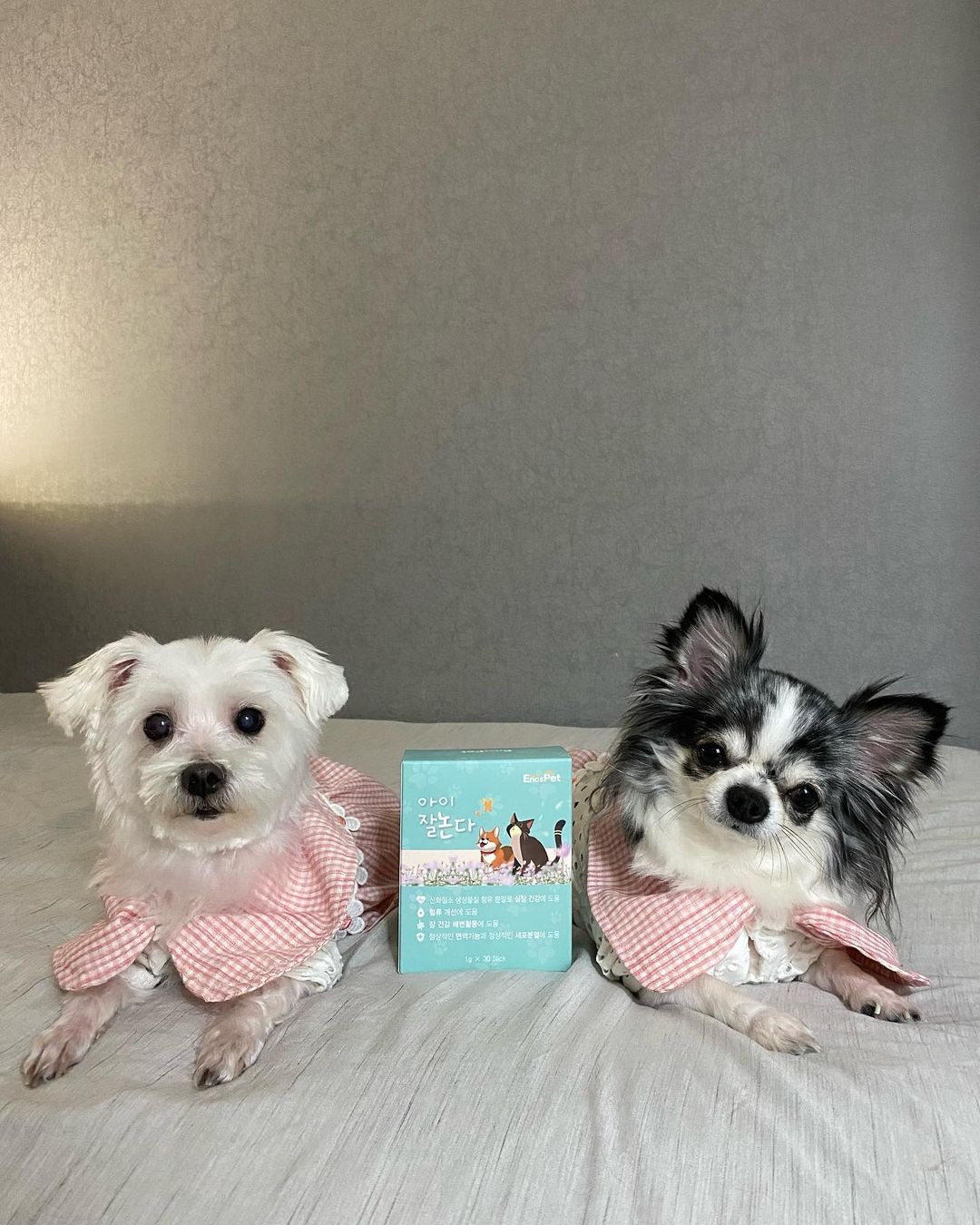 굳이1 on Instagram: “#광고 반려견 종합 영양제🐶 첫째랑 막내가 관절이 약해서 고민이었는데 영양제 덕분에 걱정이 줄었어요😇 관절, 기침, 피부, 유산균까지 한번에 케어 가능하고