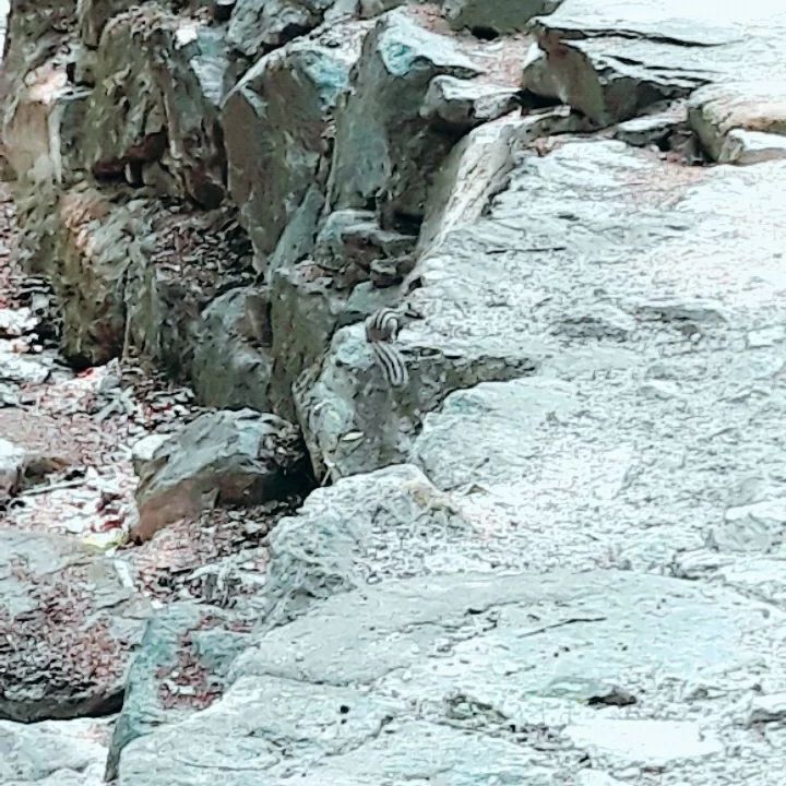 소요산에 다녀왔어요...
가서 다람쥐도 봤답니다.