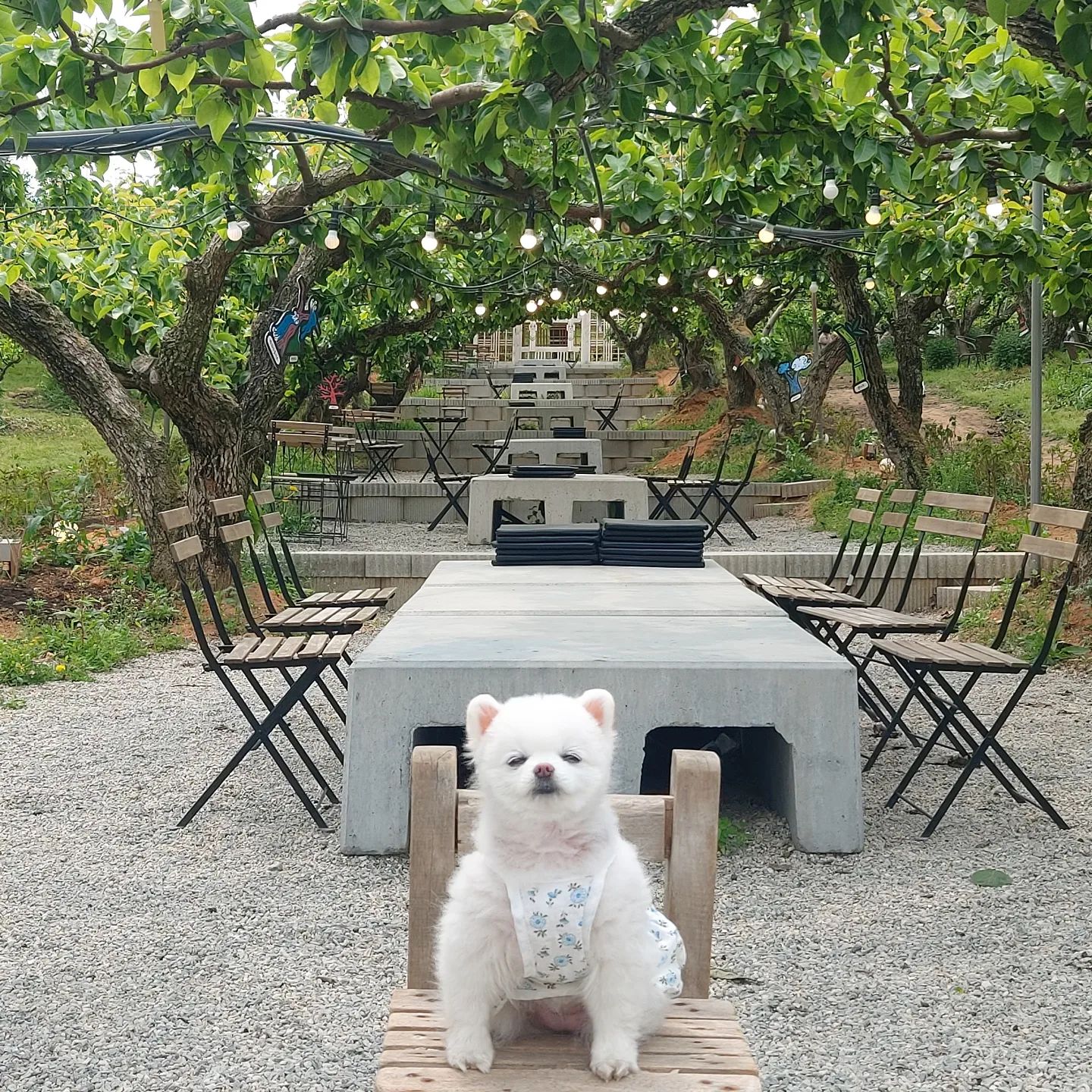 배나무 + 솜이 + 초록초록 = 💚천사💚
.
안성 #배꽃길61 카페에서 처음 배나무 구경한 솜이🌳
5월이라 배꽃은 다 져버렸지만😢 한적한 배농장과 초록초록한 나무가 너무 운치있었어요💖
10월쯤 배 수확할때 또 오자 솜아❤