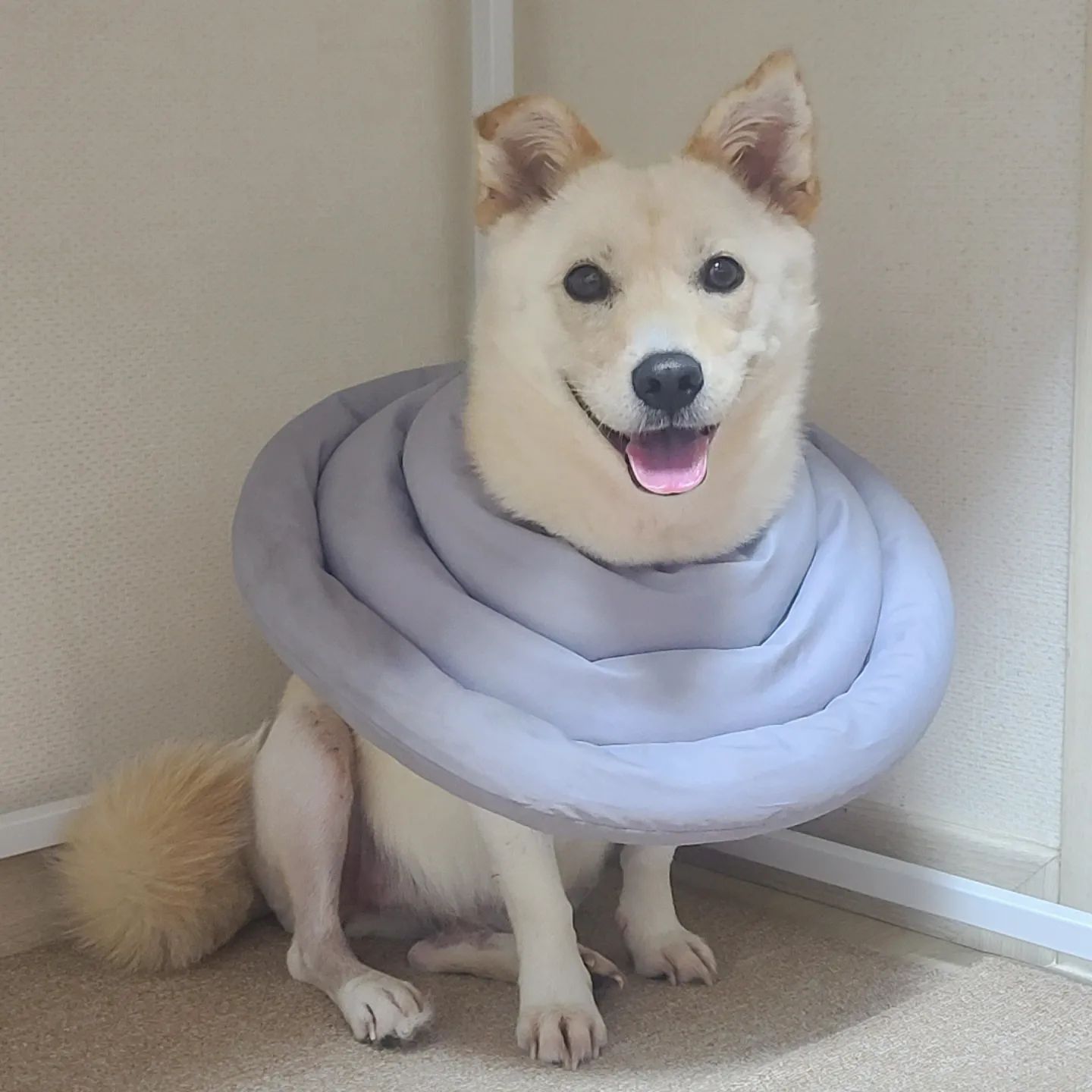 빨리 나아서 엄마랑 뛰뛰하자 내새끼🐶
세상에서 제일 예뿌다
