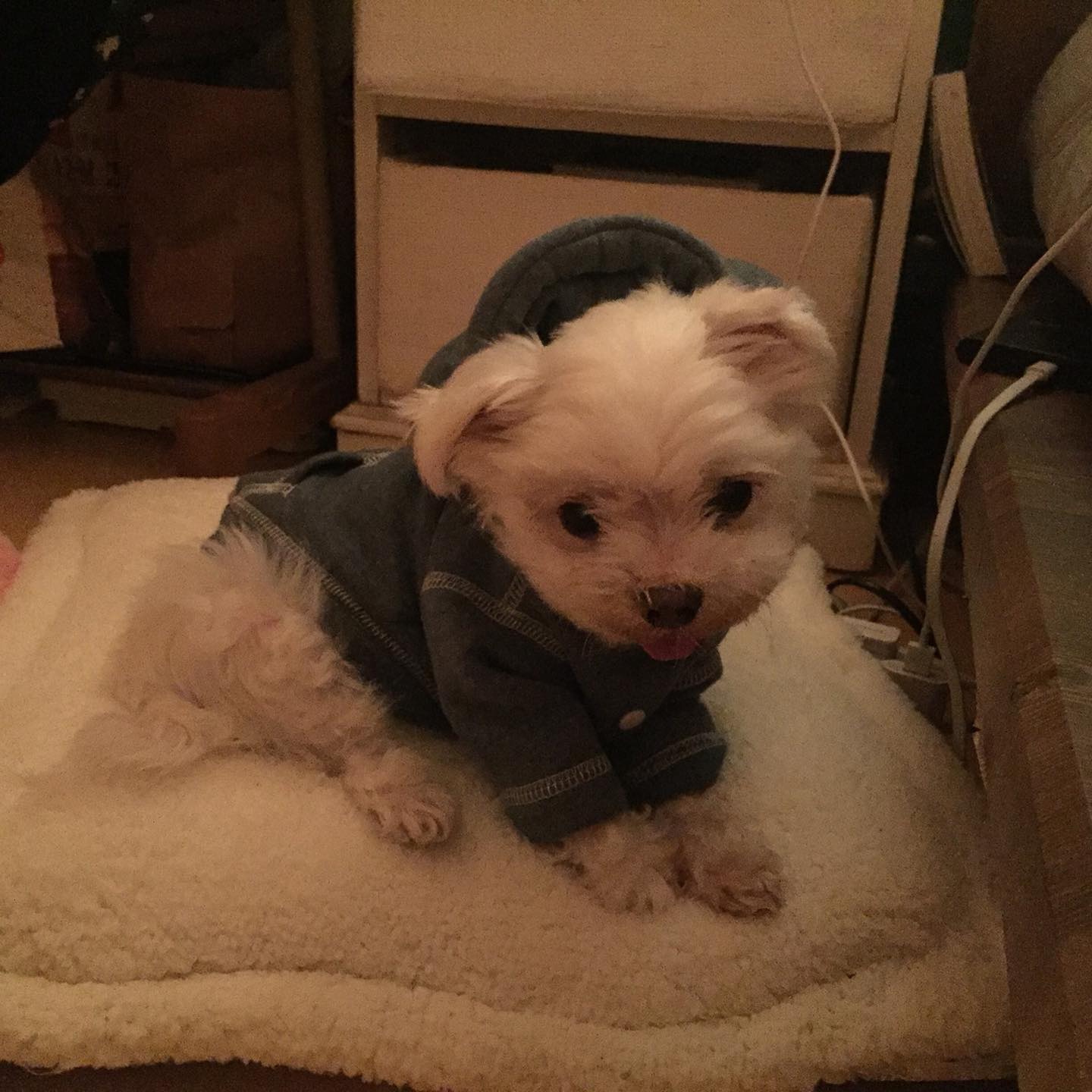:
20년동안 고생많았어 내강아지
더 많이 사랑해주지 못해서 미안해
천사건이, 천국에서 항상 지켜봐줘 
너무 사랑해 내똥강아지