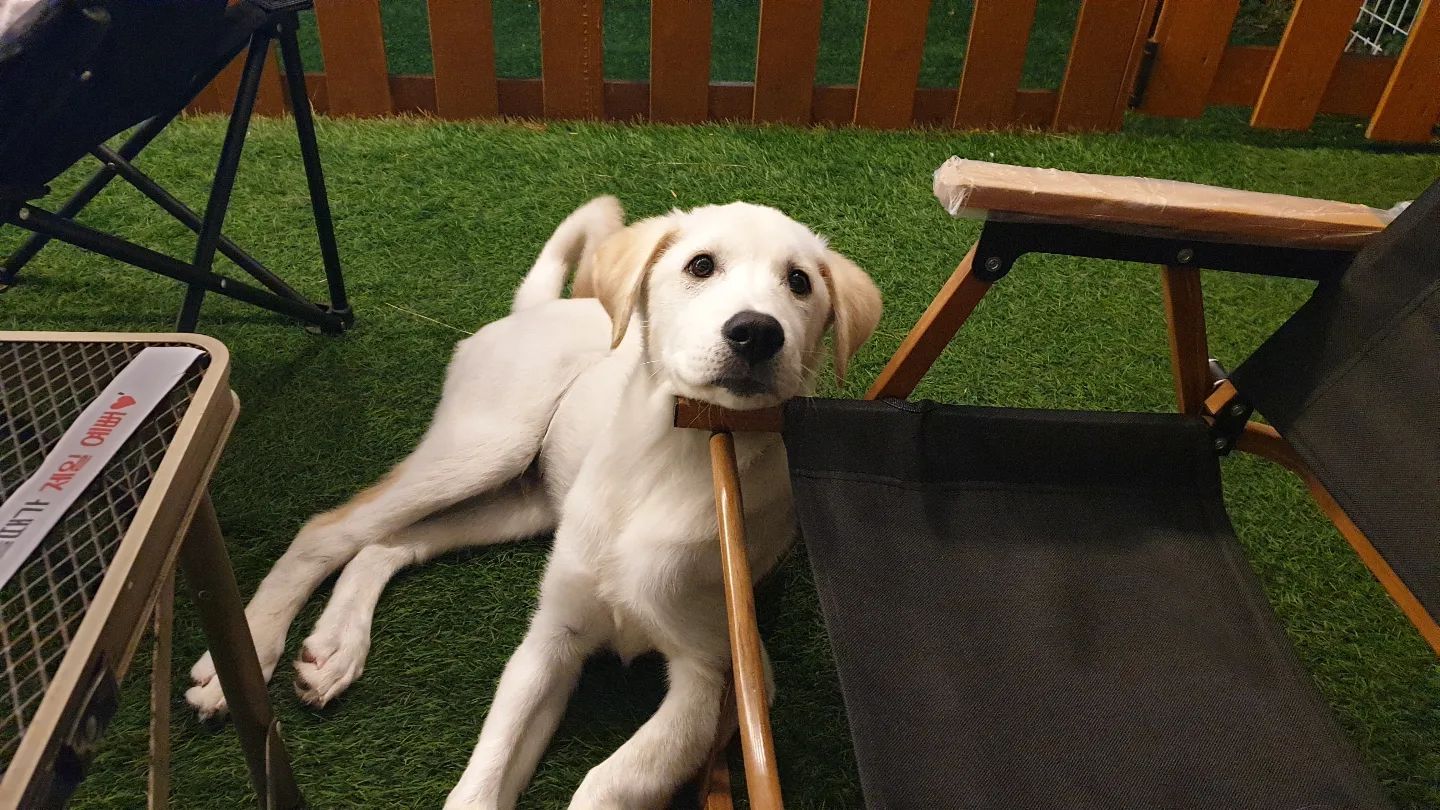 저 아빠랑 놀러갔다 왔어요🐶 

#강아지펜션추천 #강아지펜션 #강아지여행 #반려견동반펜션 #강아지일상기록 #강아지소통환영 #강아지사진 #시고르자브종🐶