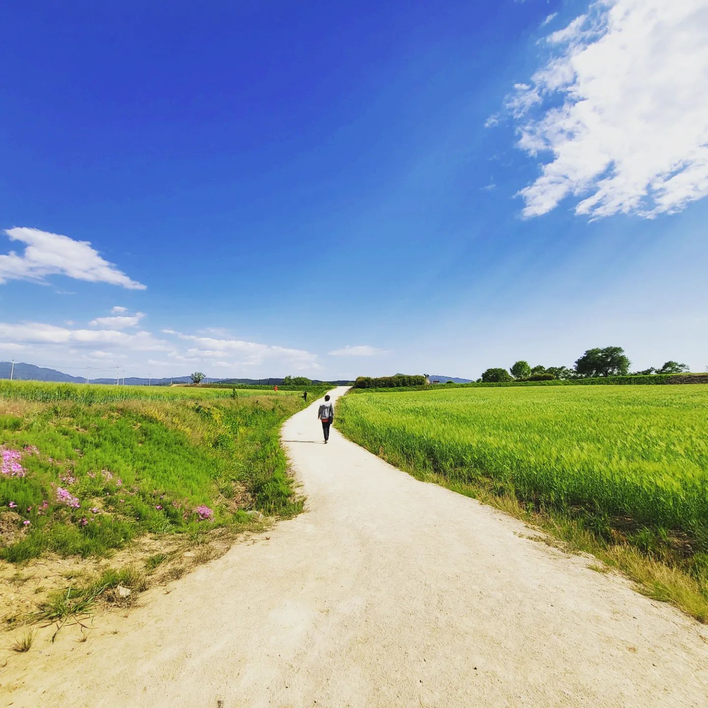 2022.05_청보리밭🌱
_연천 호로고루