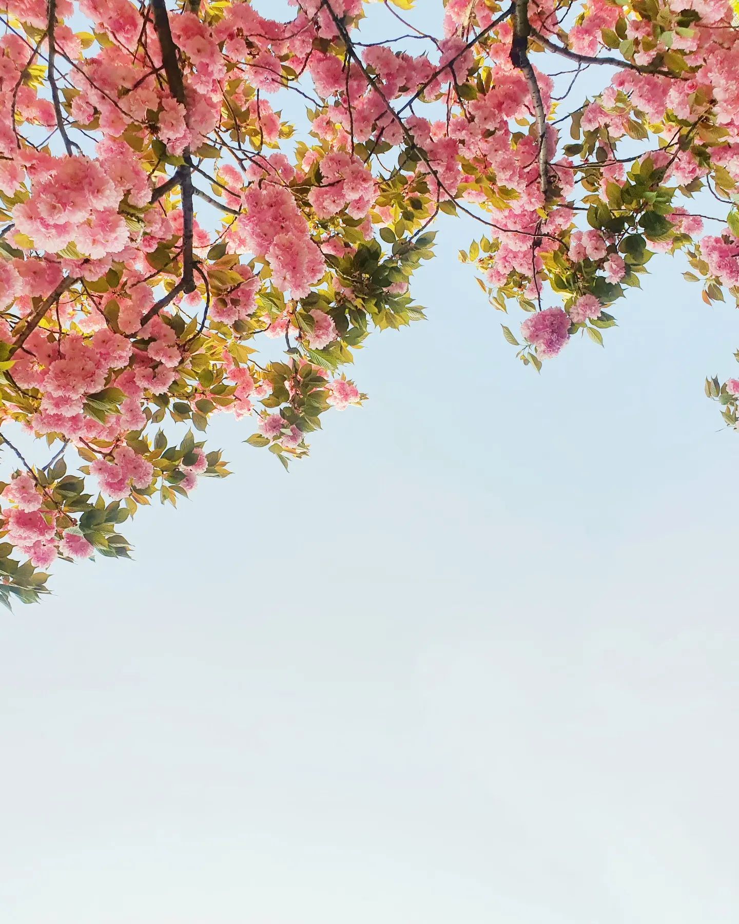Flower...🌸