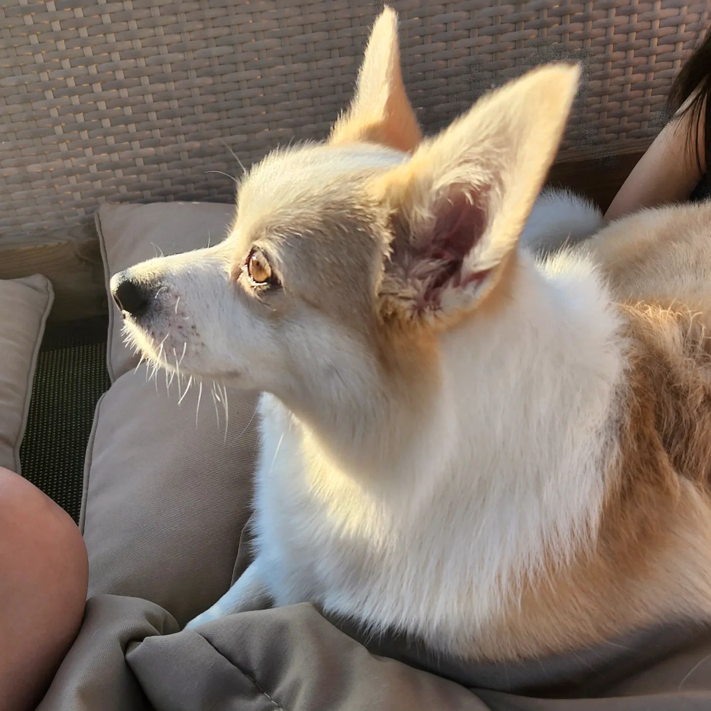 견생샷 추가 🐶❤️