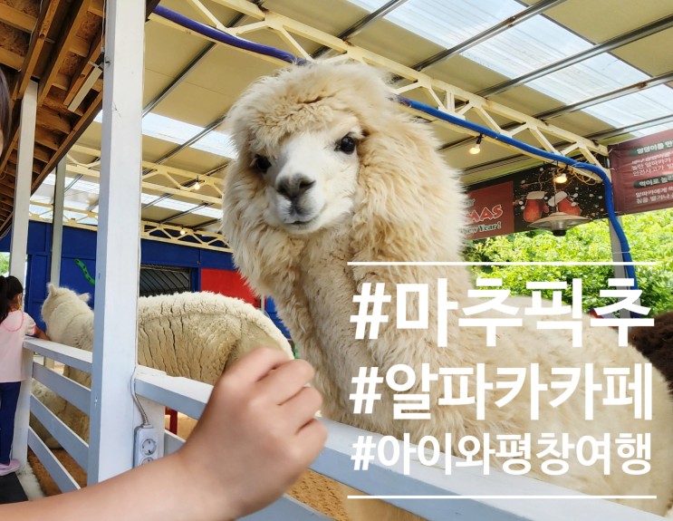 아이와 평창여행 알파카카페 마추픽추