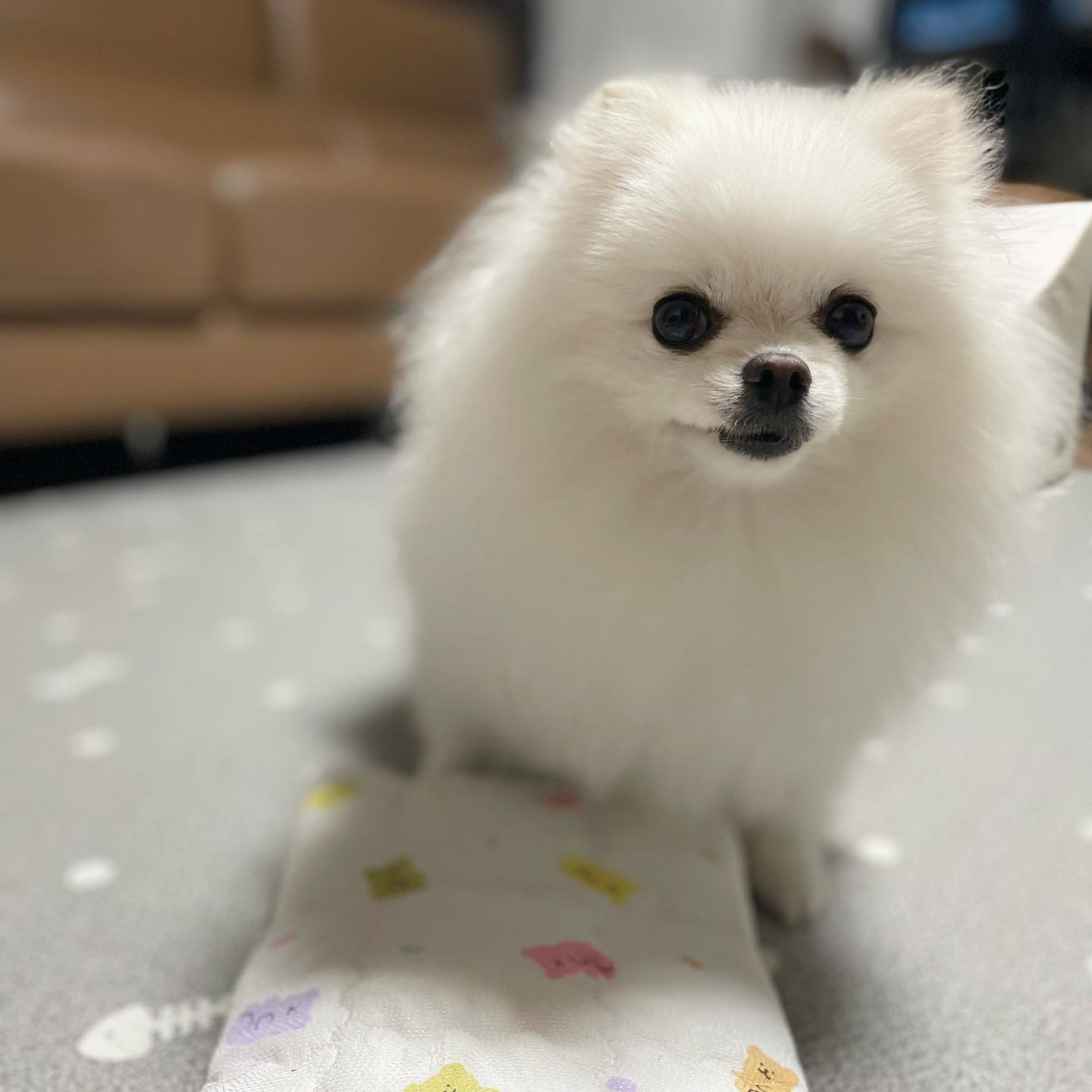 #내돈내산
한 달 기다려서 받은 완전 인기템 아이스파우치🧊🧊

하루만에 리치의 애정템이 되어부렸따..!!🥰

댕나잇🌙🌙(((((리치 하우스 모델해도 되겠쥬!!❤️

_

_

_

_

#포메라니안 #리치 #견스타그램 #강아지협찬 #강아지모델 #멍스타그램 #인스타독 #펫스타그램 #댕댕이그램 #포메스타그램 #멍멍이 #강아지 #소통 #멍뭉이 #팔로우 #댕댕이 #반려동물 #맞팔 #선팔 #좋반 #인친 #좋테 #좋아요  #반려견 #개린이 #반려견일상 #강아지일상