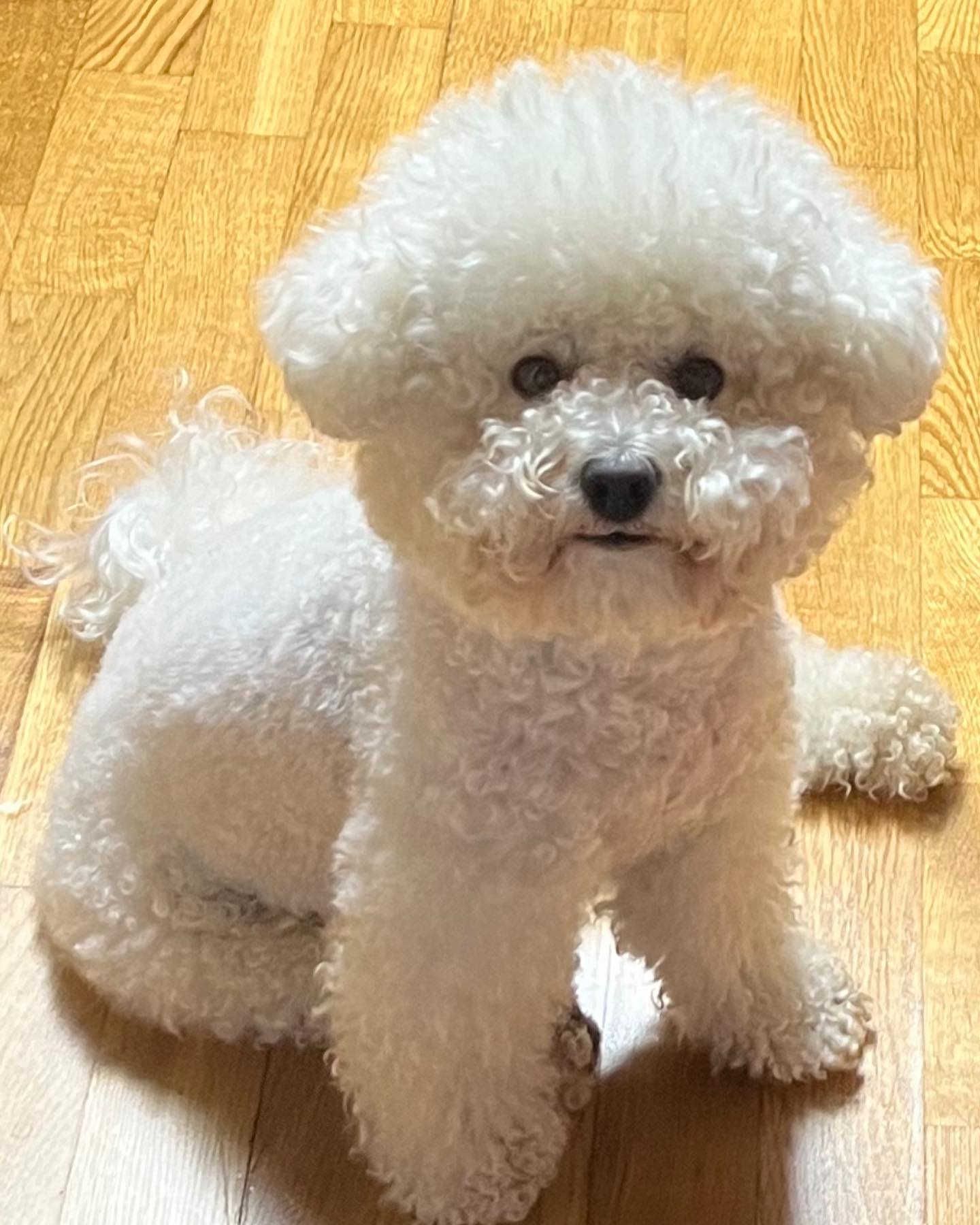 나는 어쩌고 누나 혼자 오디가? 👀👀
.
.

#비숑프리제 #멍스타그램 #반려견 #dog #일상 #개스타그램 #댕댕이#dogstagram #펫스타그램 #pet #견스타그램 #강아지그램#독스타그램 #instadog #멍멍스타그램 #petstagram #좋아요 #❤️ #밀크점장