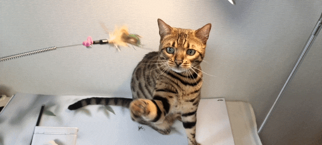 고양이낚시대 하나로 끝 : YOUR PET 고양이 롱 낚시대 장난감 리필용